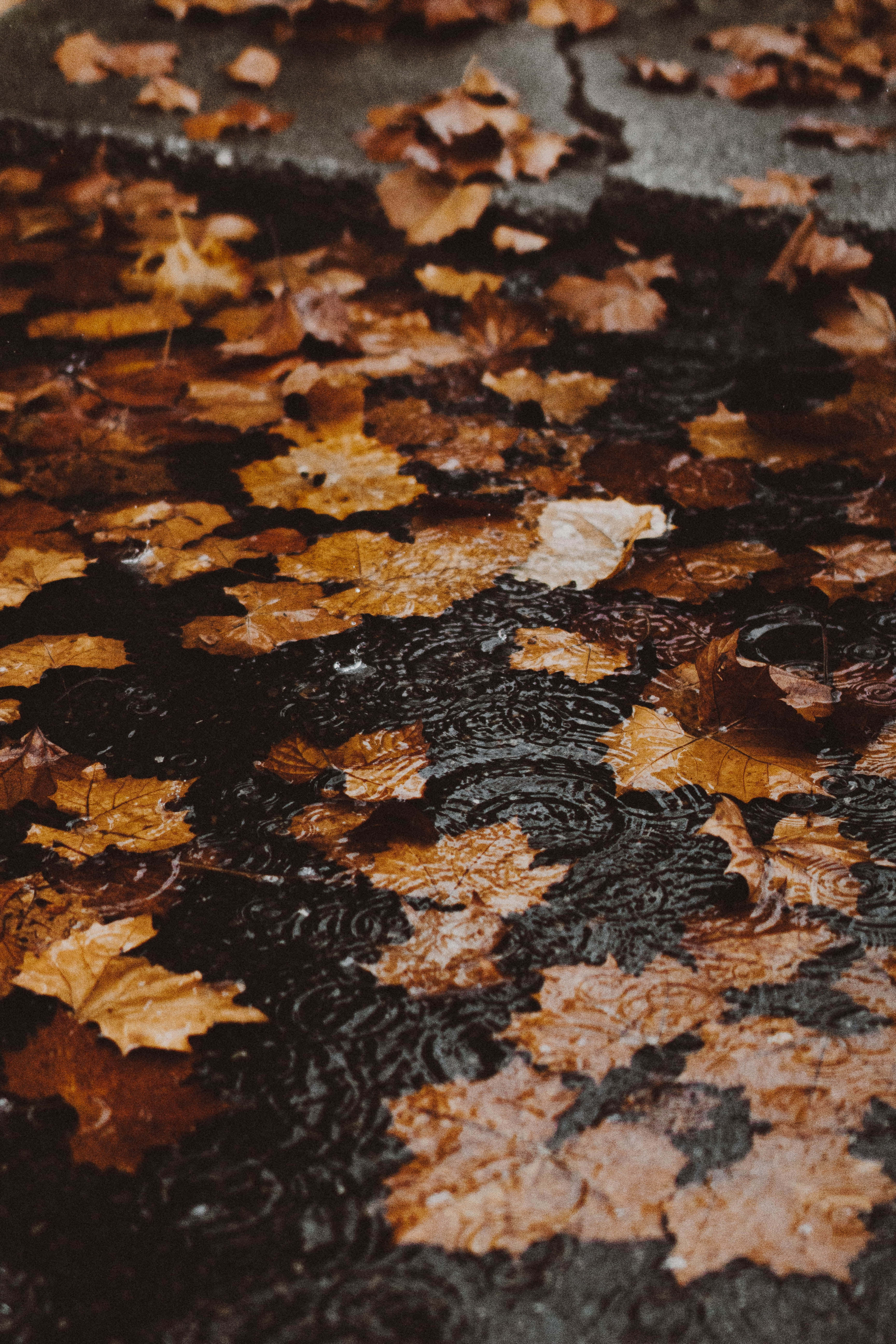 Fall Rain, amber maple leaves, dark puddle, 5K Phone Wallpaper