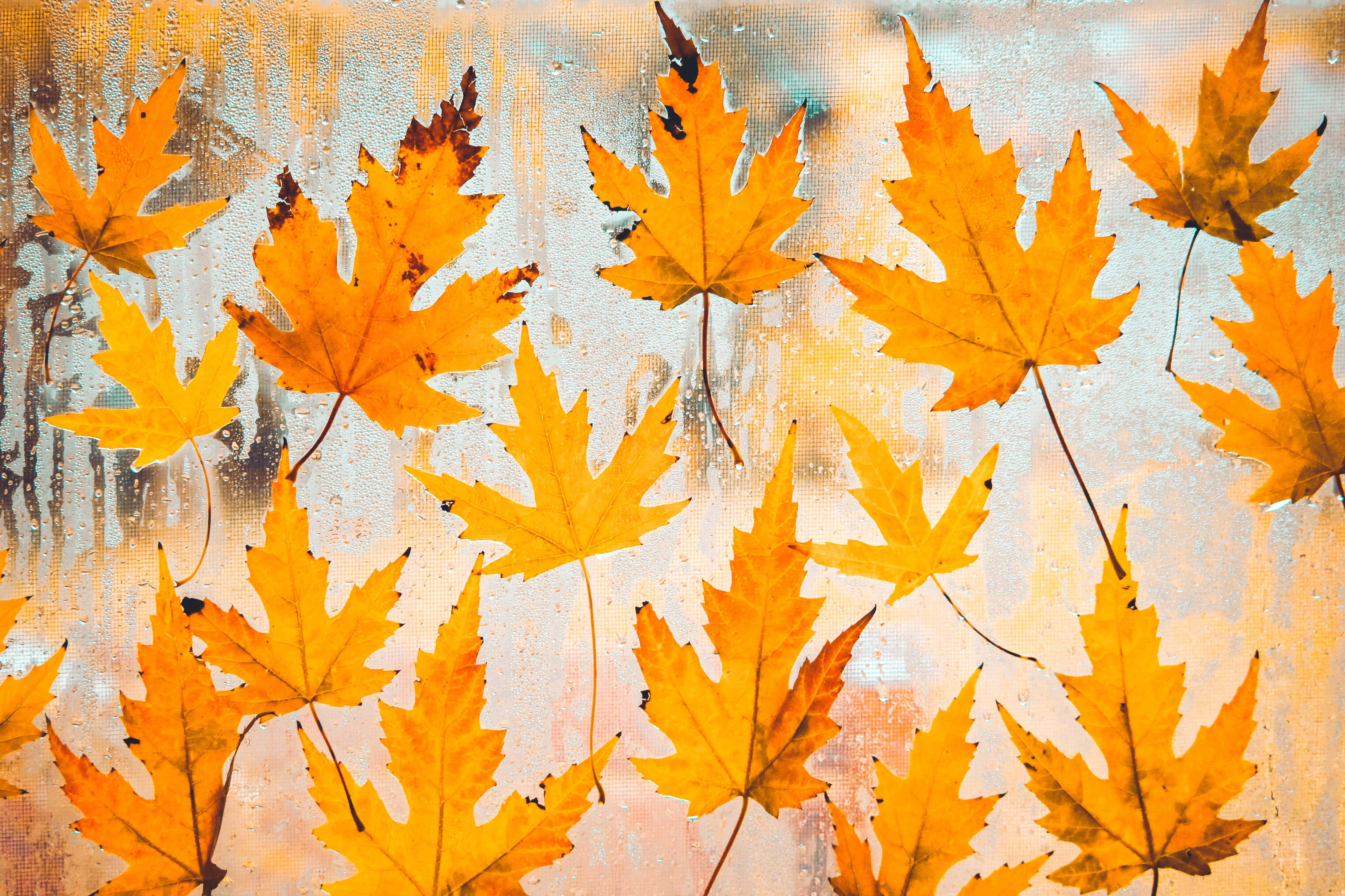 Fall Rain, serene forest, vibrant orange maple leaves, 5K Desktop Wallpaper