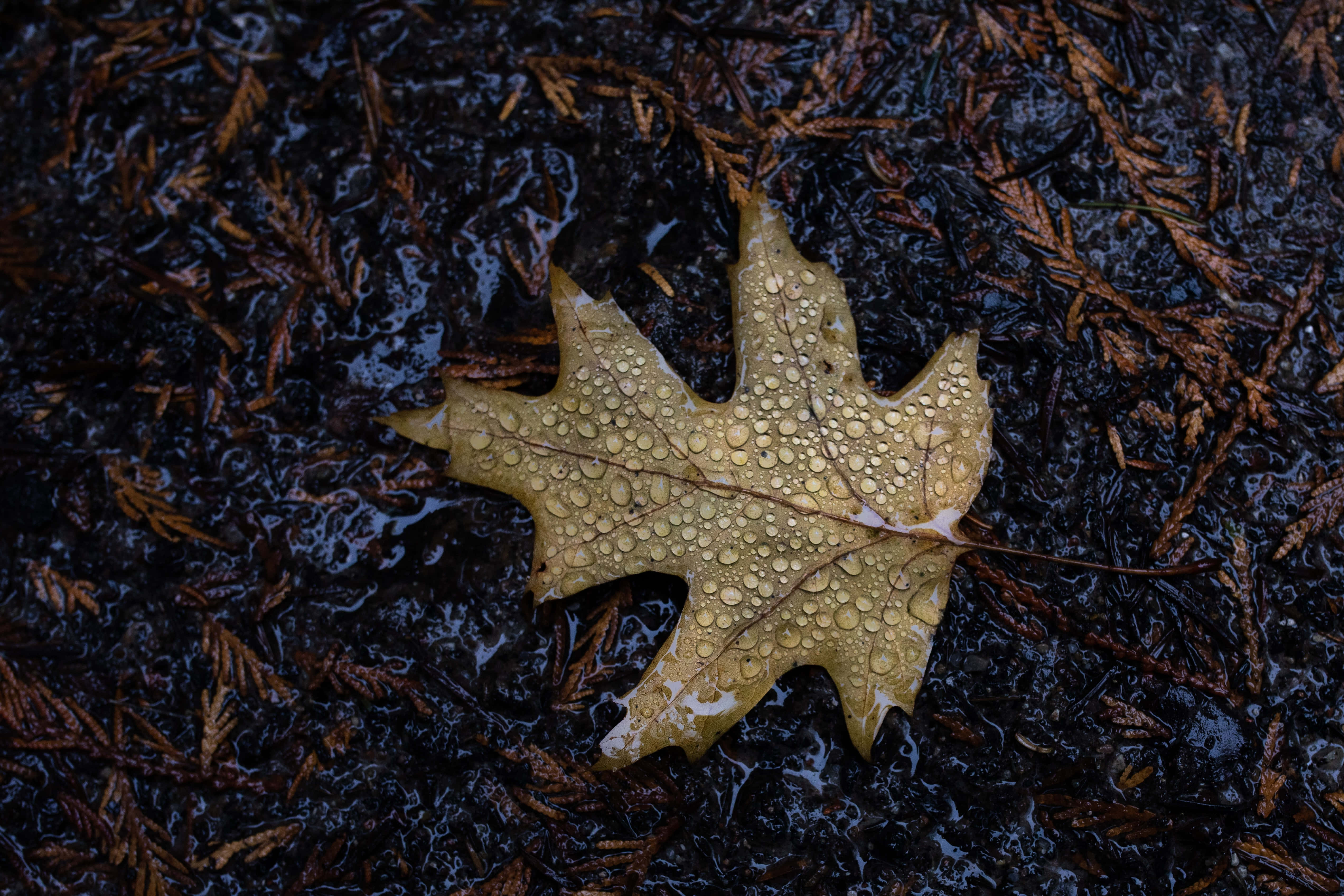 Fall Rain, oak leaf, dewdrops, 4K Desktop Wallpaper