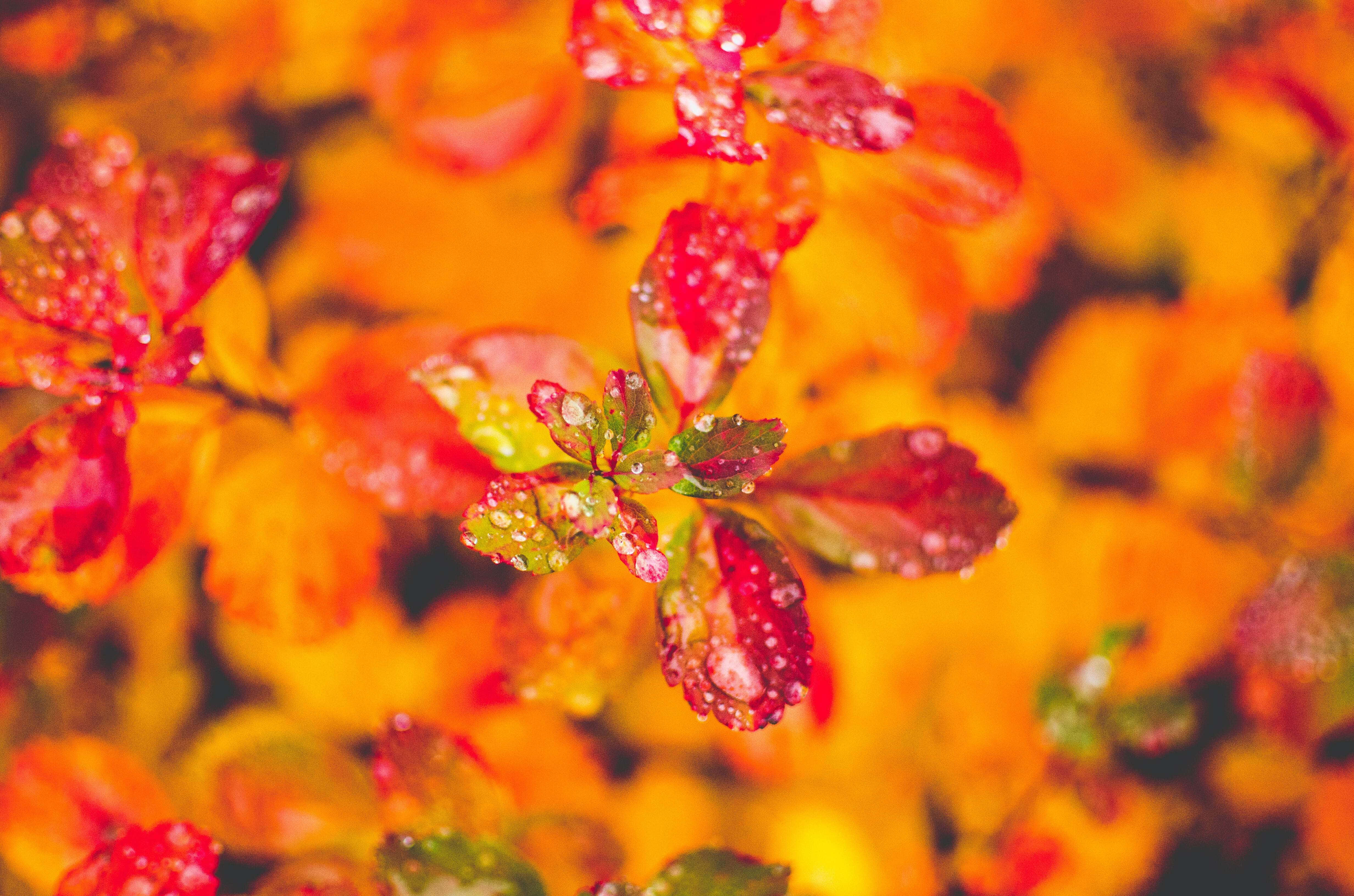Fall Rain, autumn rainfall, forest, 4K Desktop Wallpaper
