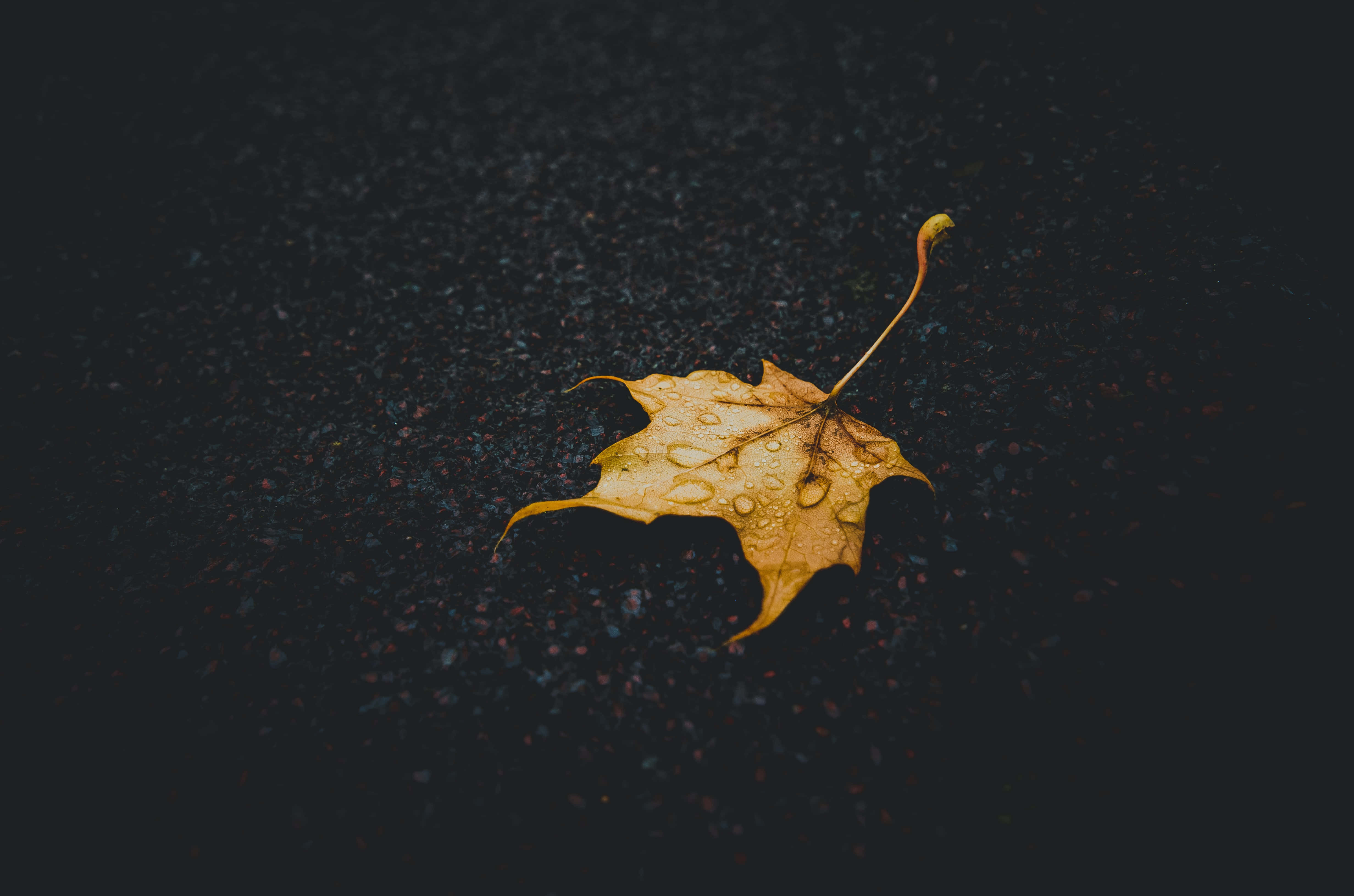 Fall Rain, wet maple leaf, dew drops, 4K Desktop Wallpaper