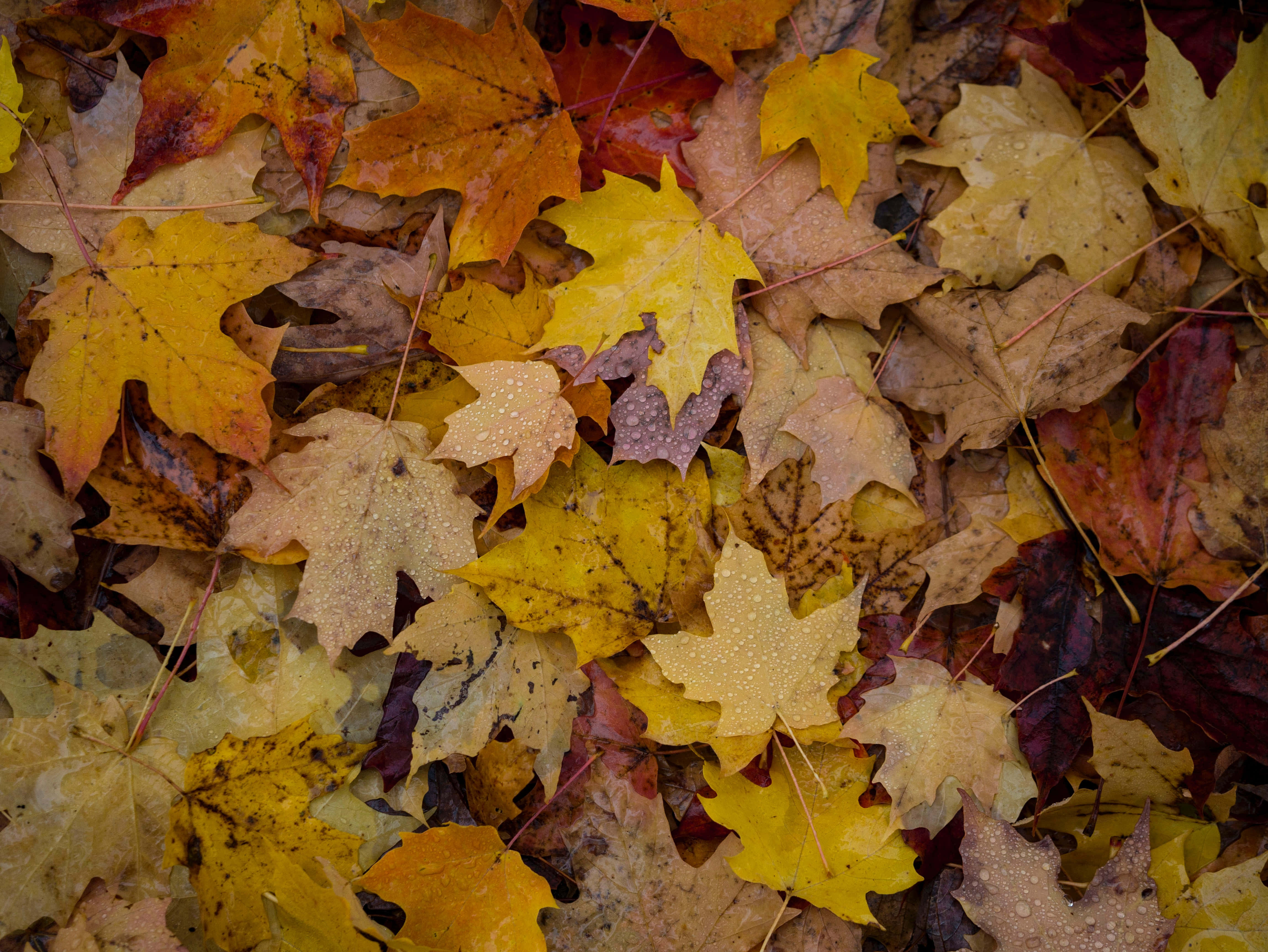 Fall Rain, autumn maple leaves, yellow orange, 4K Desktop Wallpaper