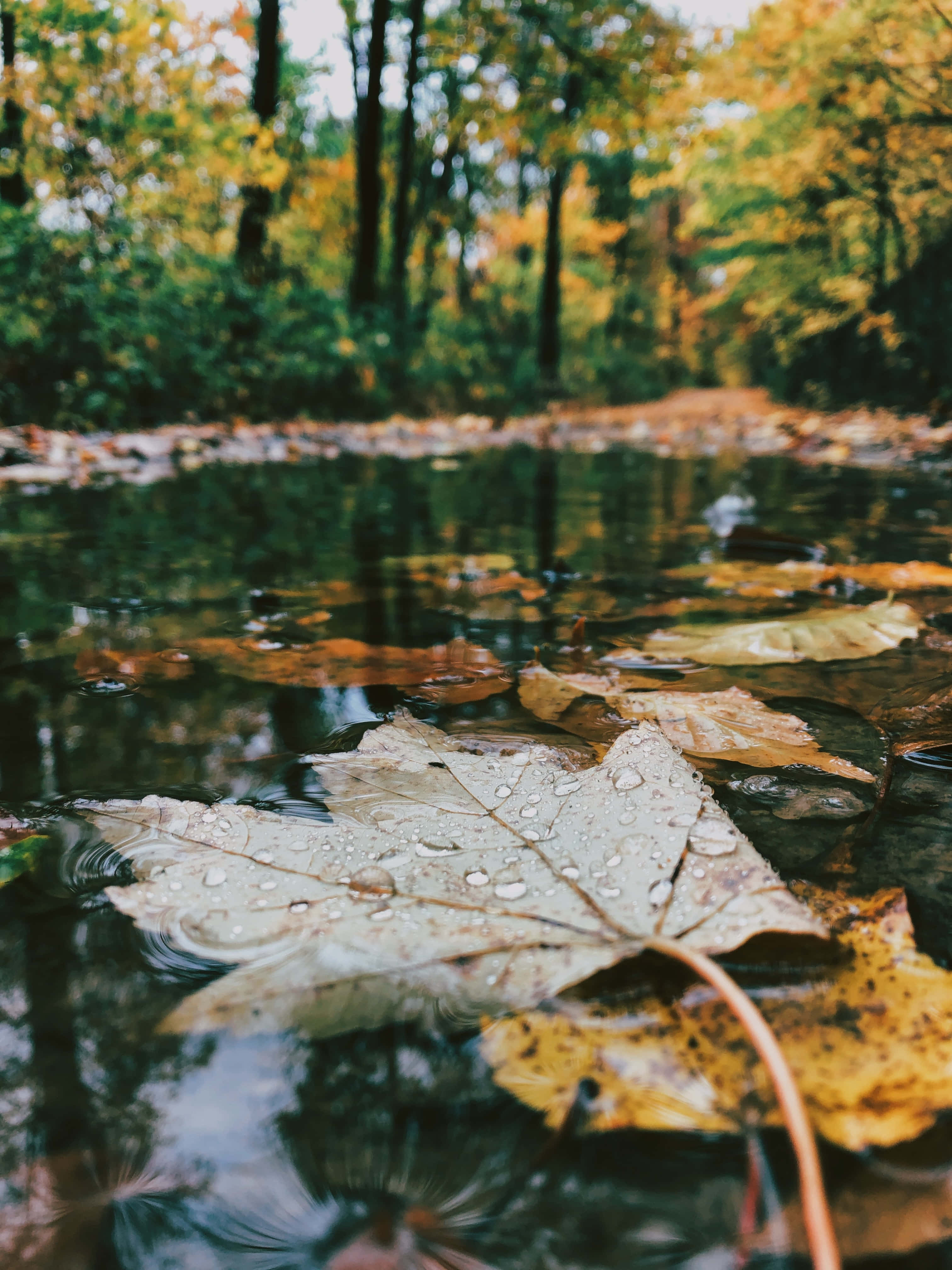Fall Rain, maple leaf, forest stream, 4K Phone Wallpaper