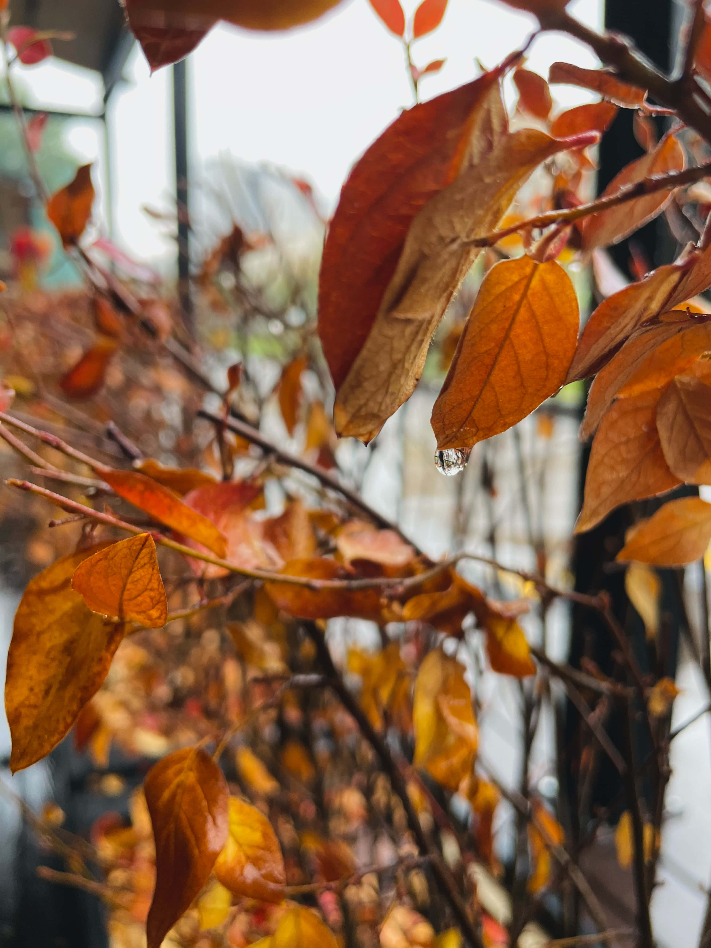 fall rain, autumn leaves, warm orange hues, 4K Phone Wallpaper