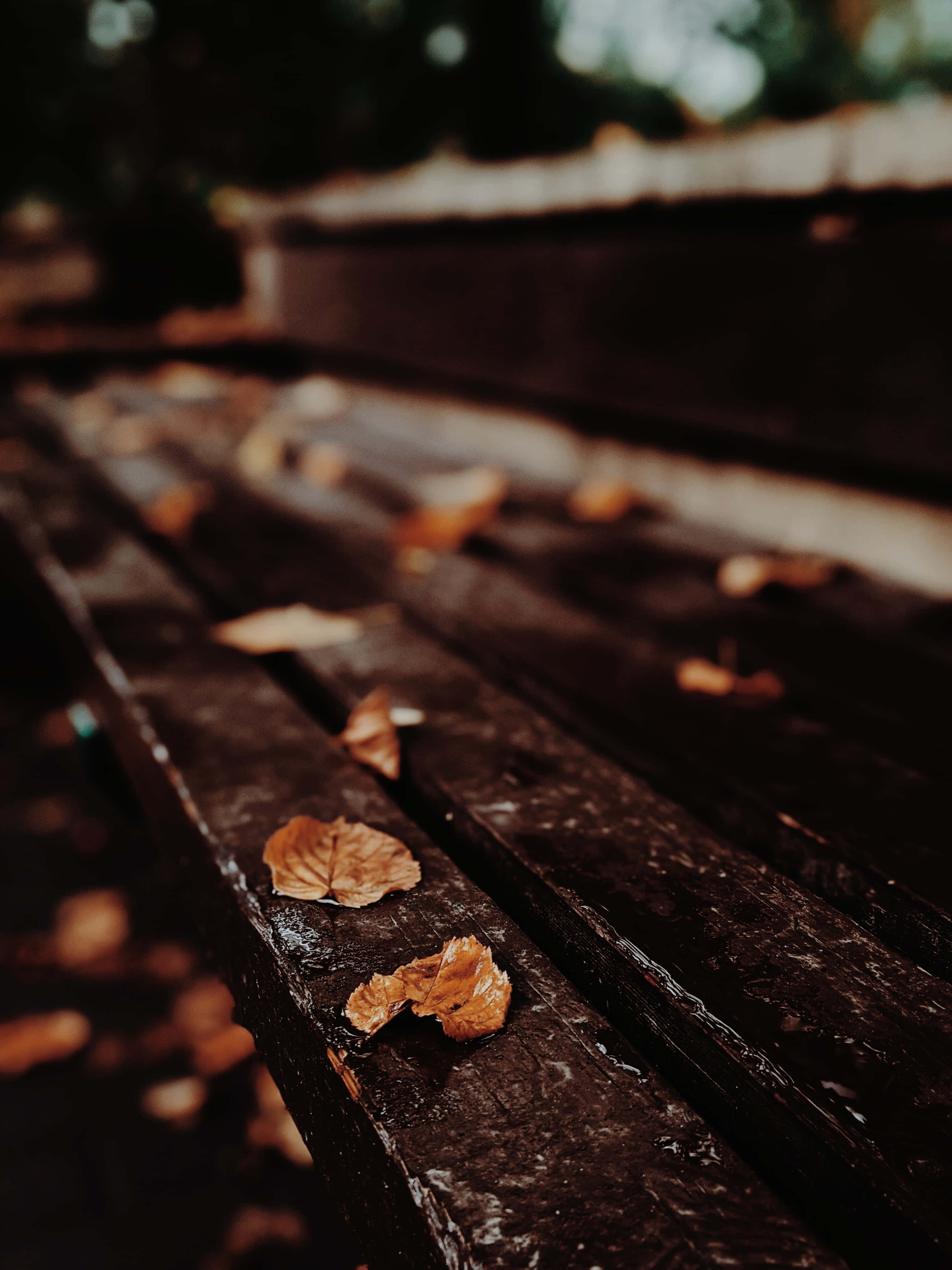 Fall Rain, autumn leaves, wet wooden bench slats, 4K Phone Wallpaper