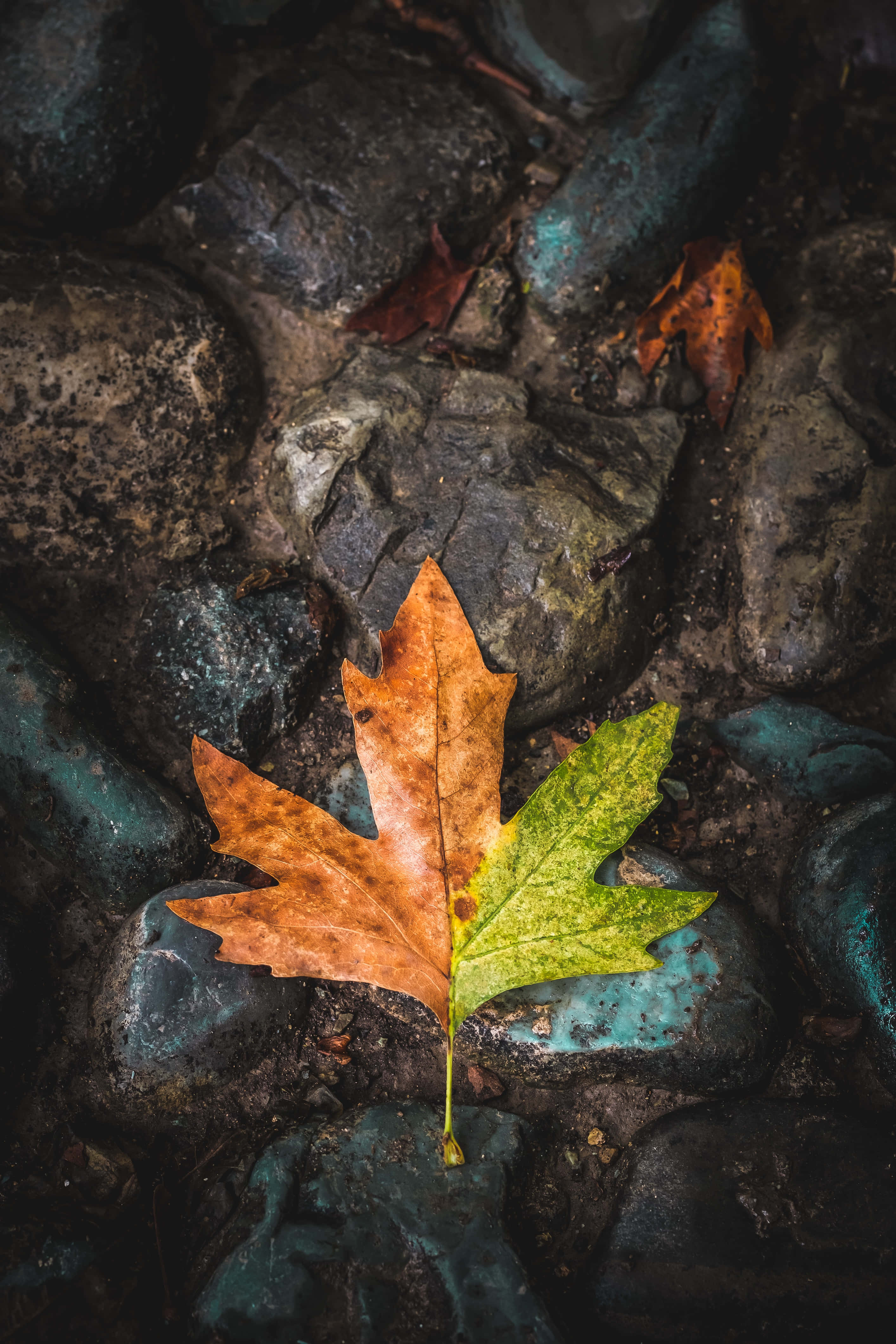 Fall Rain, autumn leaf, brown and green, 4K Phone Wallpaper