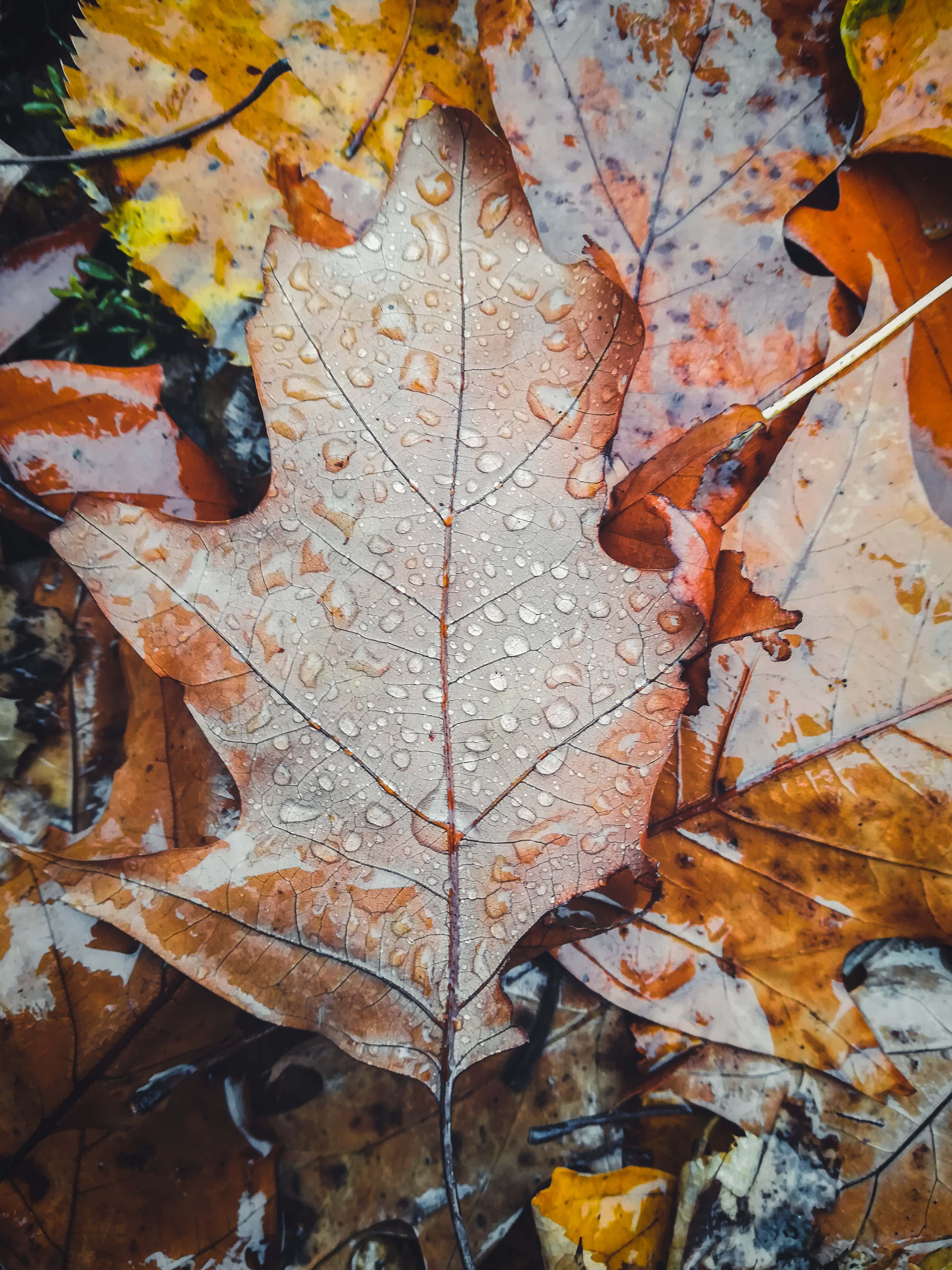 fall rain, autumn leaf, wet, 4K Phone Wallpaper
