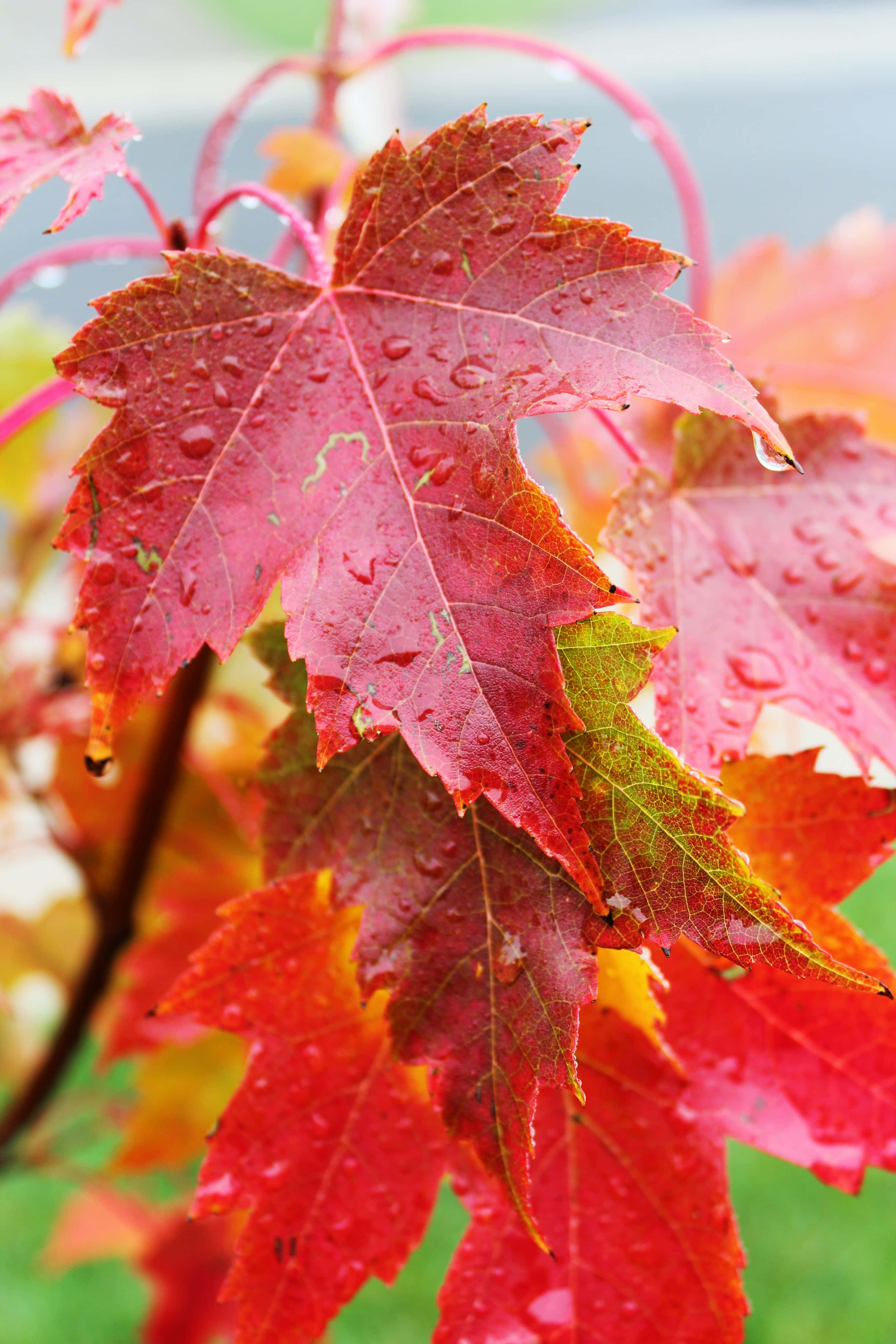 Fall Rain, red maple leaves, raindrops, 4K Phone Wallpaper