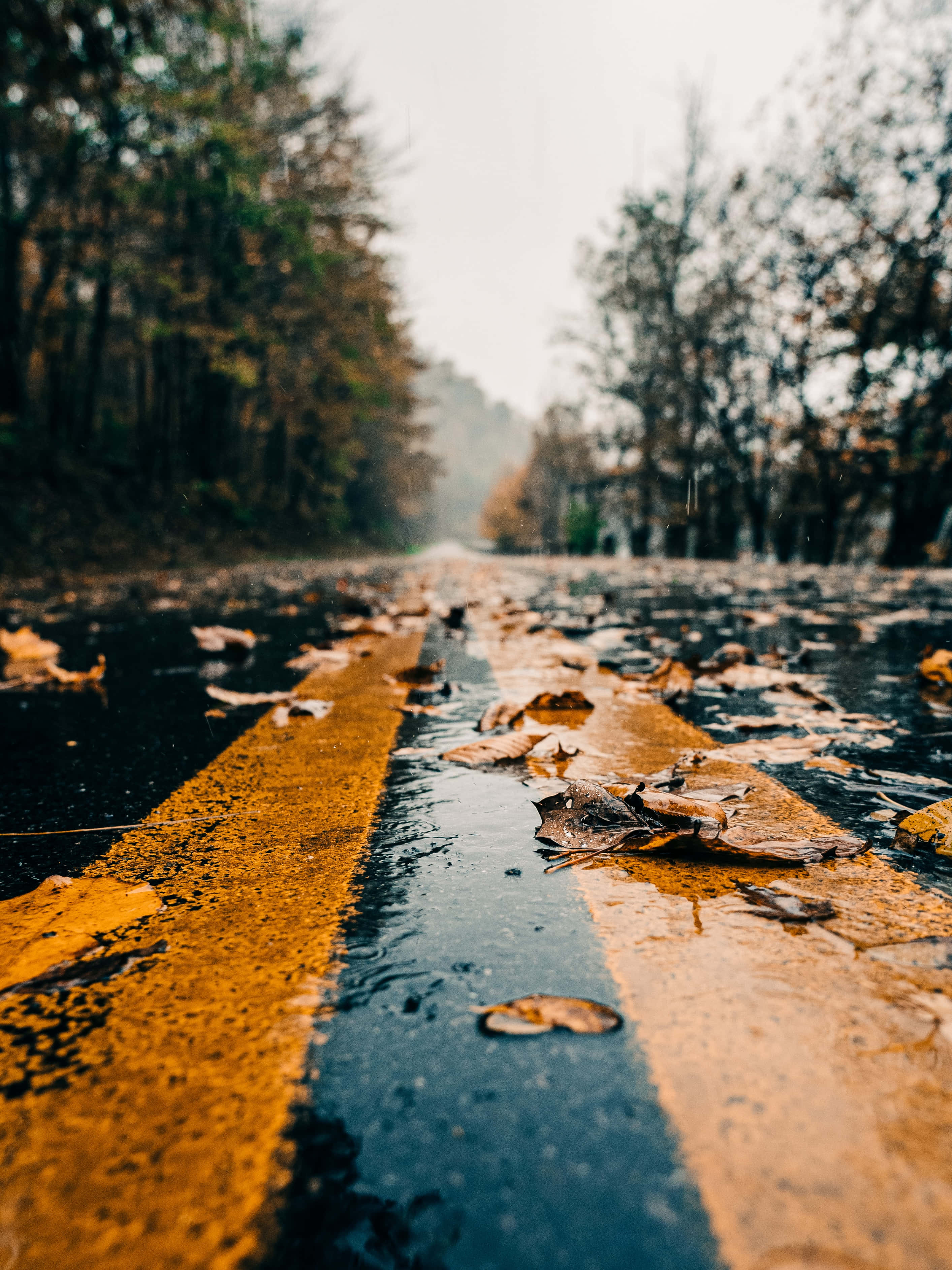 Fall Rain, autumn road, trees, 2K Phone Wallpaper
