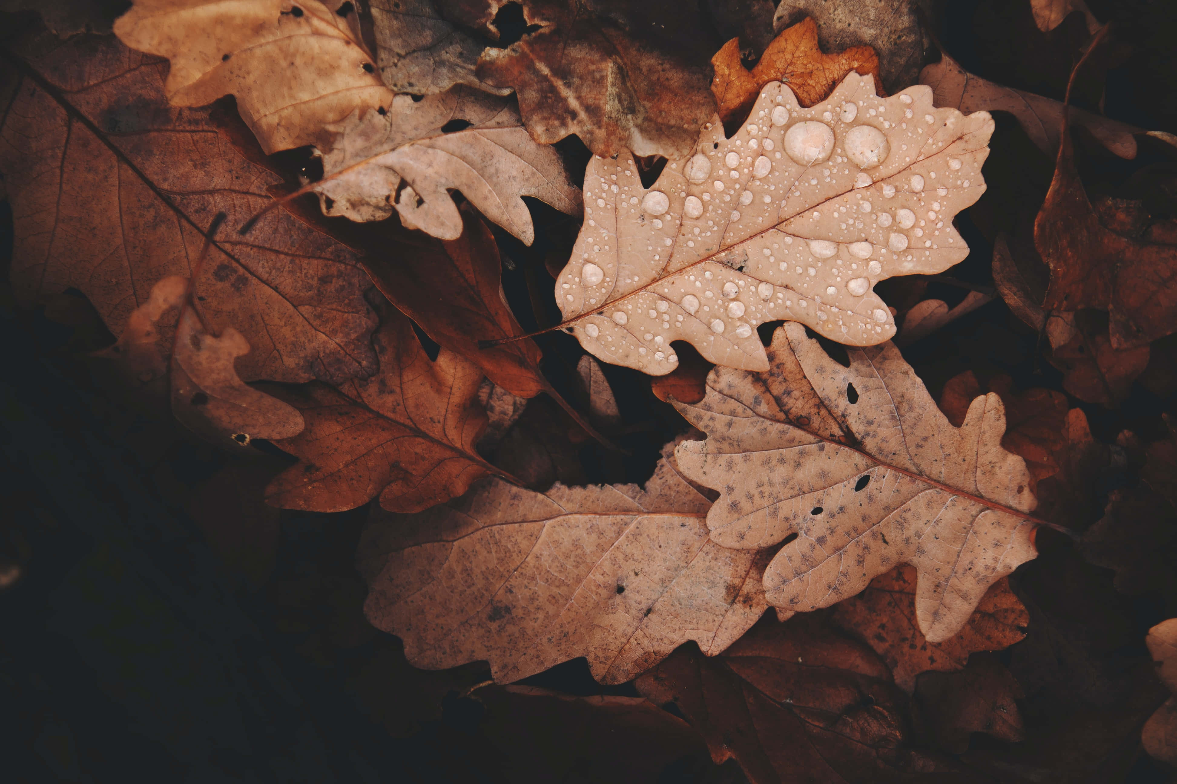 Fall Rain, oak leaf, dew drops, 4K Desktop Wallpaper