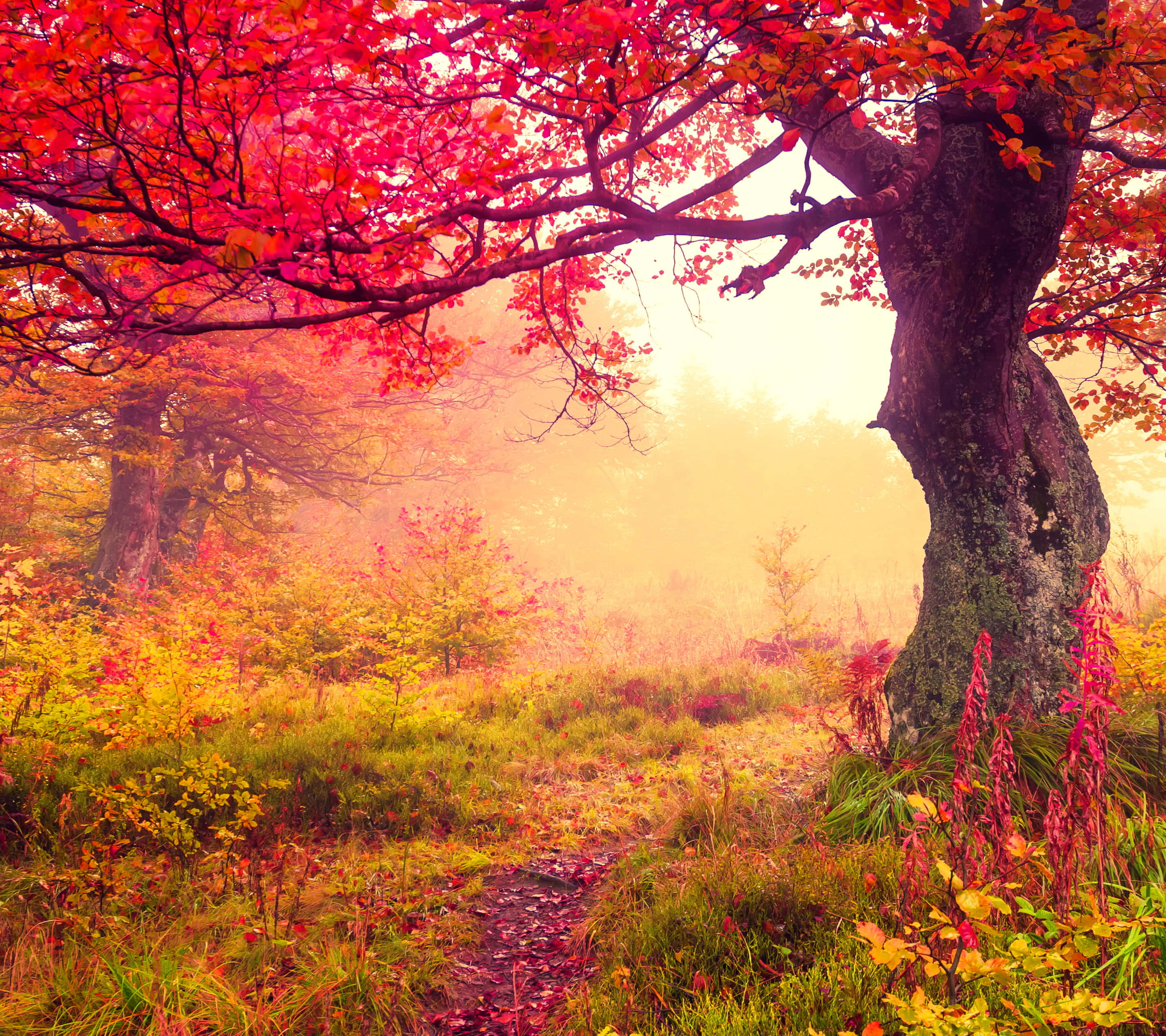 fall mist, winding path, misty forest, 2K Desktop Wallpaper