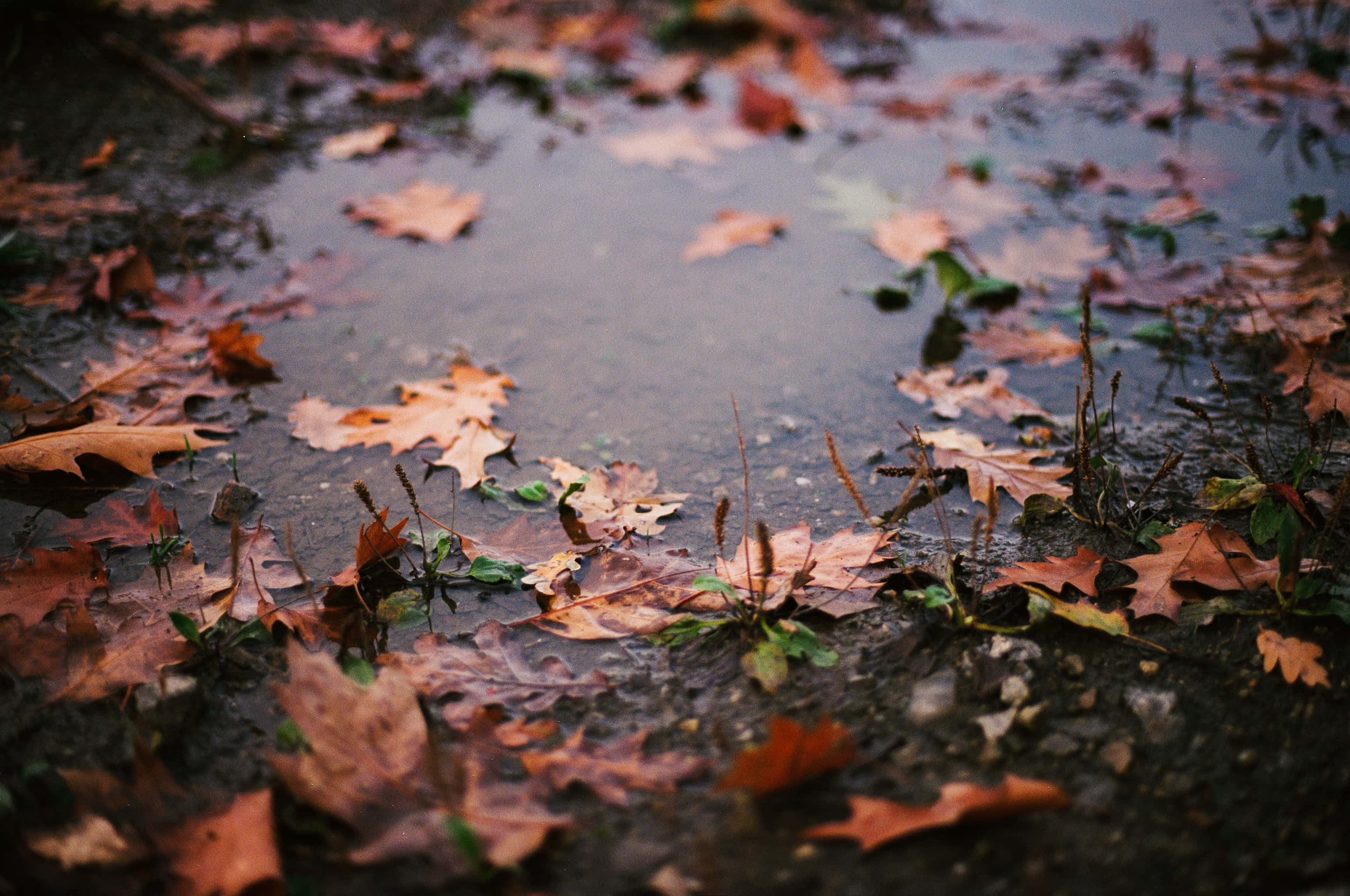 Fall Rain, forest, autumn leaves, 2K Desktop Wallpaper