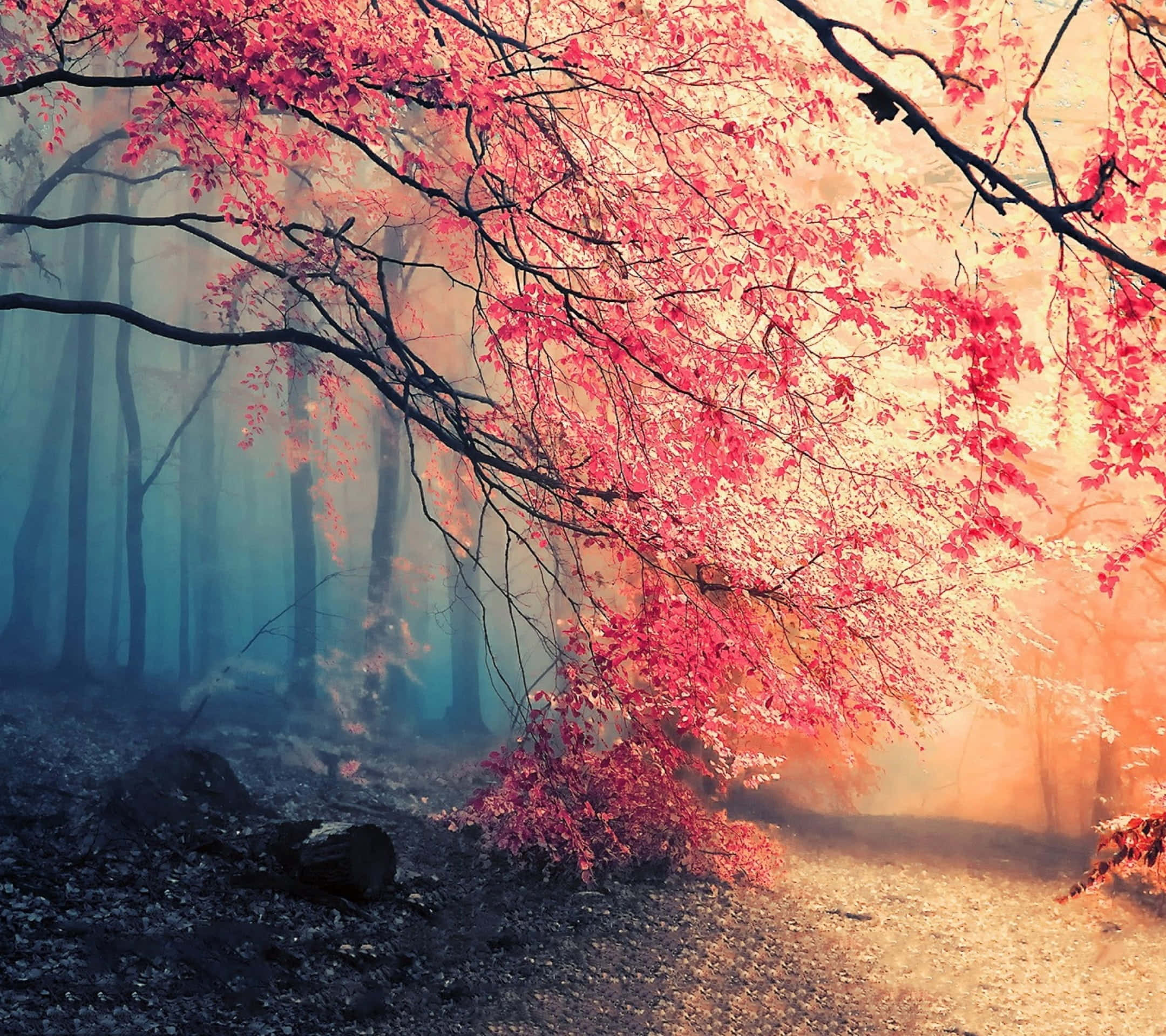 Fall Mist, pink leaves, misty forest, Full HD Desktop Wallpaper