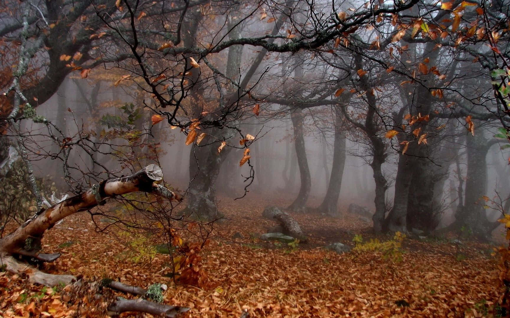 Fall Mist, autumn forest, bare branches, HD Desktop Wallpaper