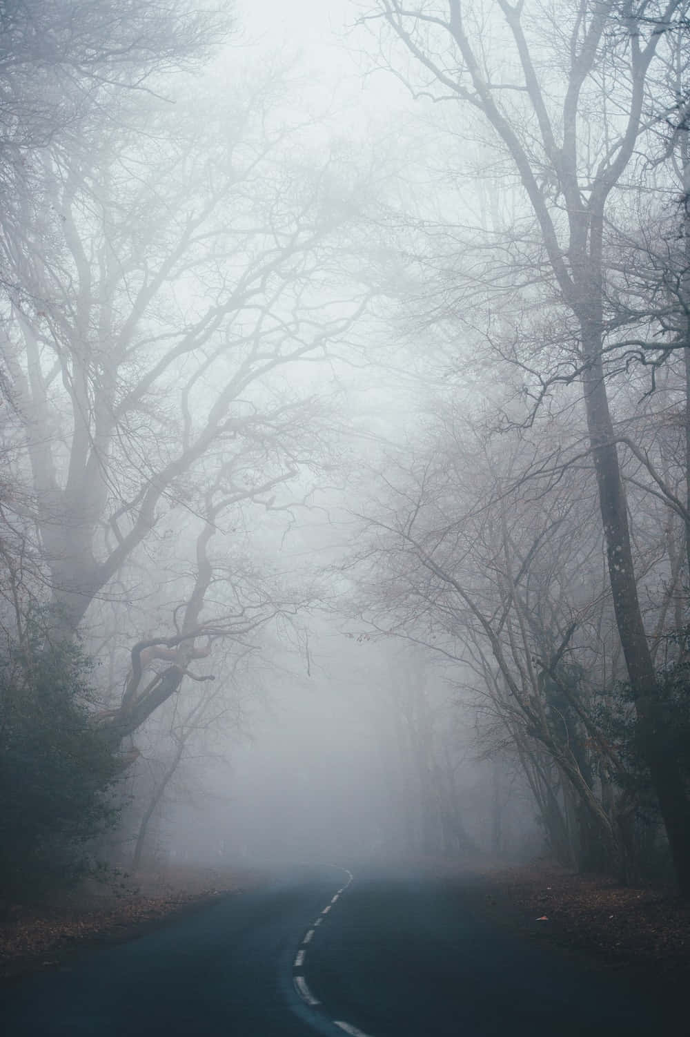 fall mist, winding road, thick mist, HD Phone Wallpaper