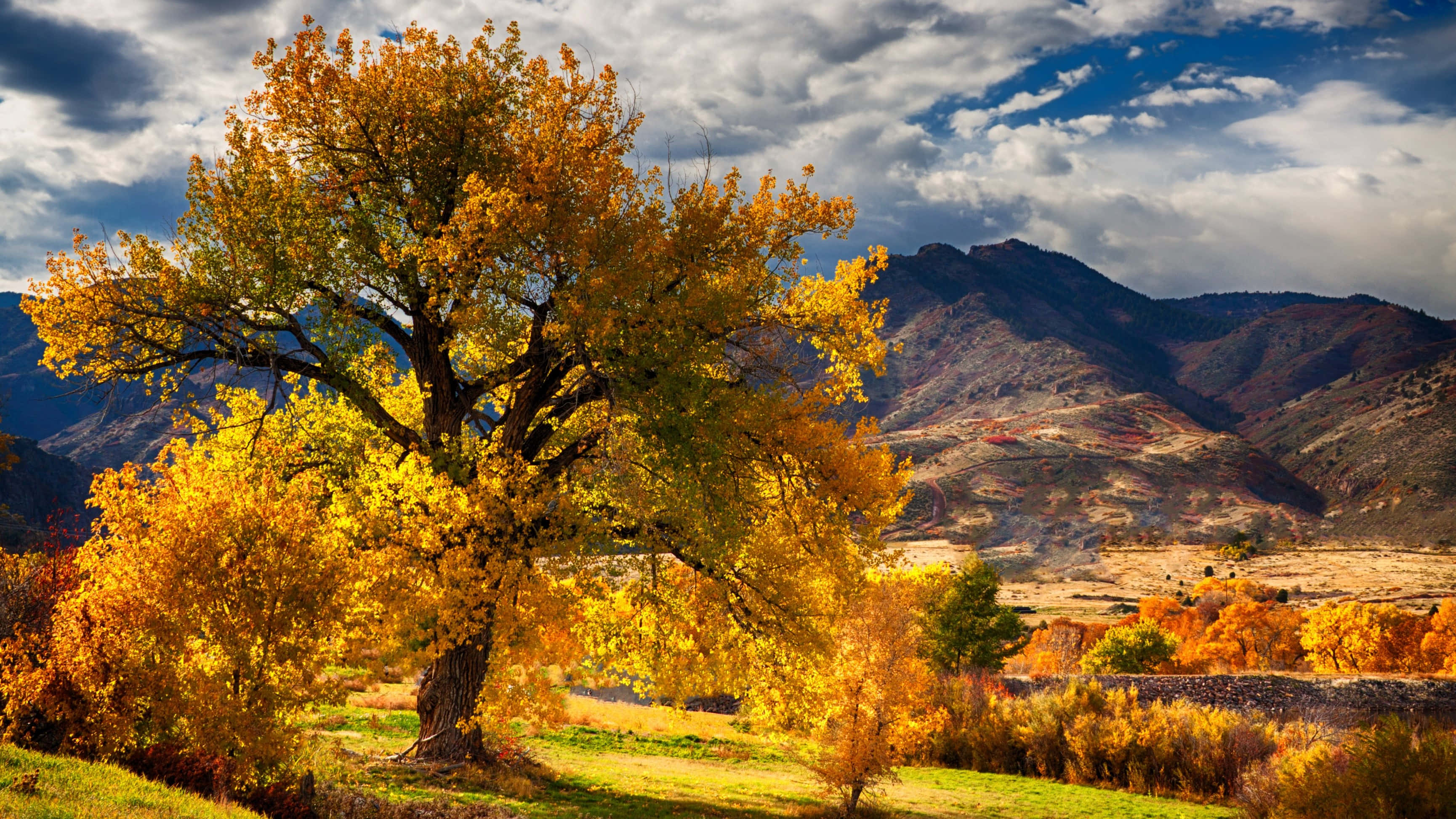 Fall River, golden tree, sunlit meadow, 2K Desktop Wallpaper
