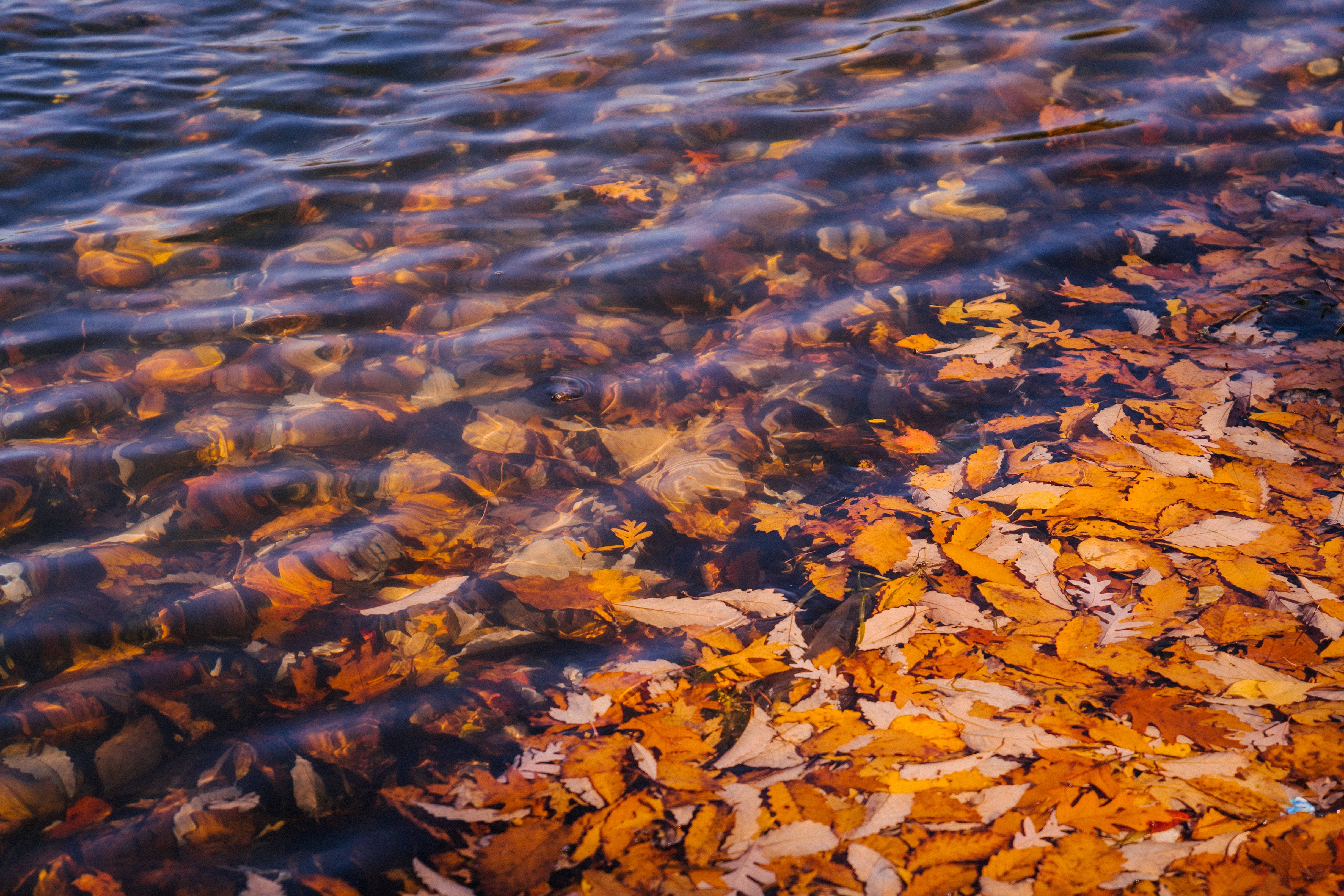 Fall River, lake, autumn leaves, 4K Desktop Wallpaper