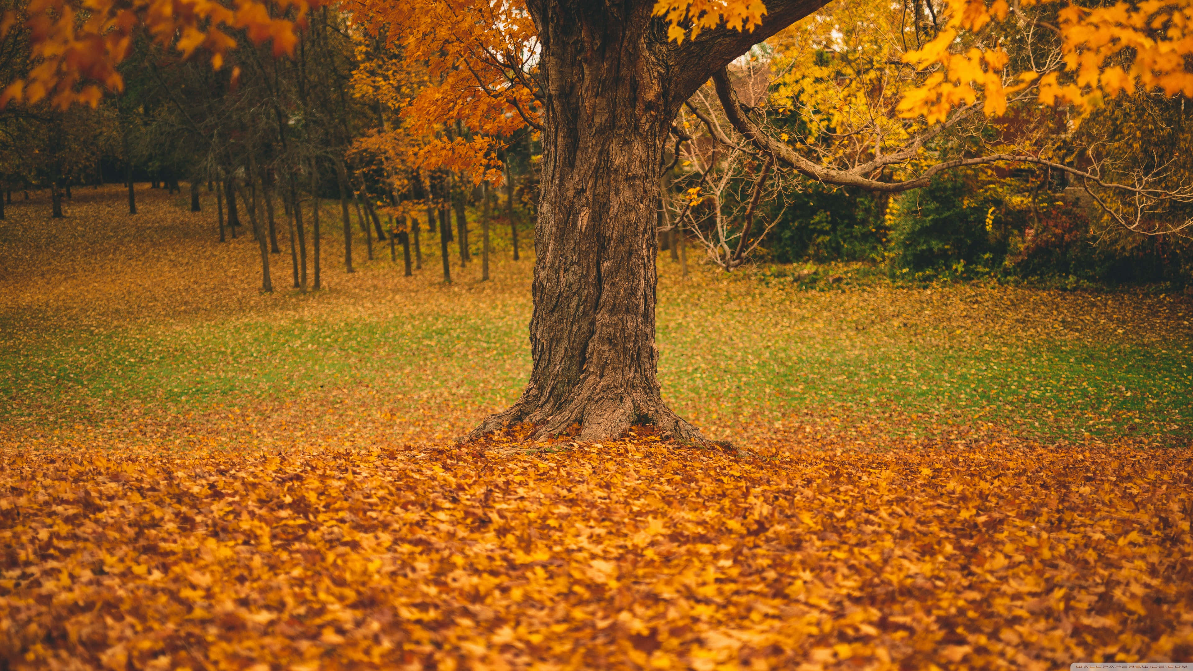 Fall River, autumn tree, golden leaves, 4K Desktop Wallpaper