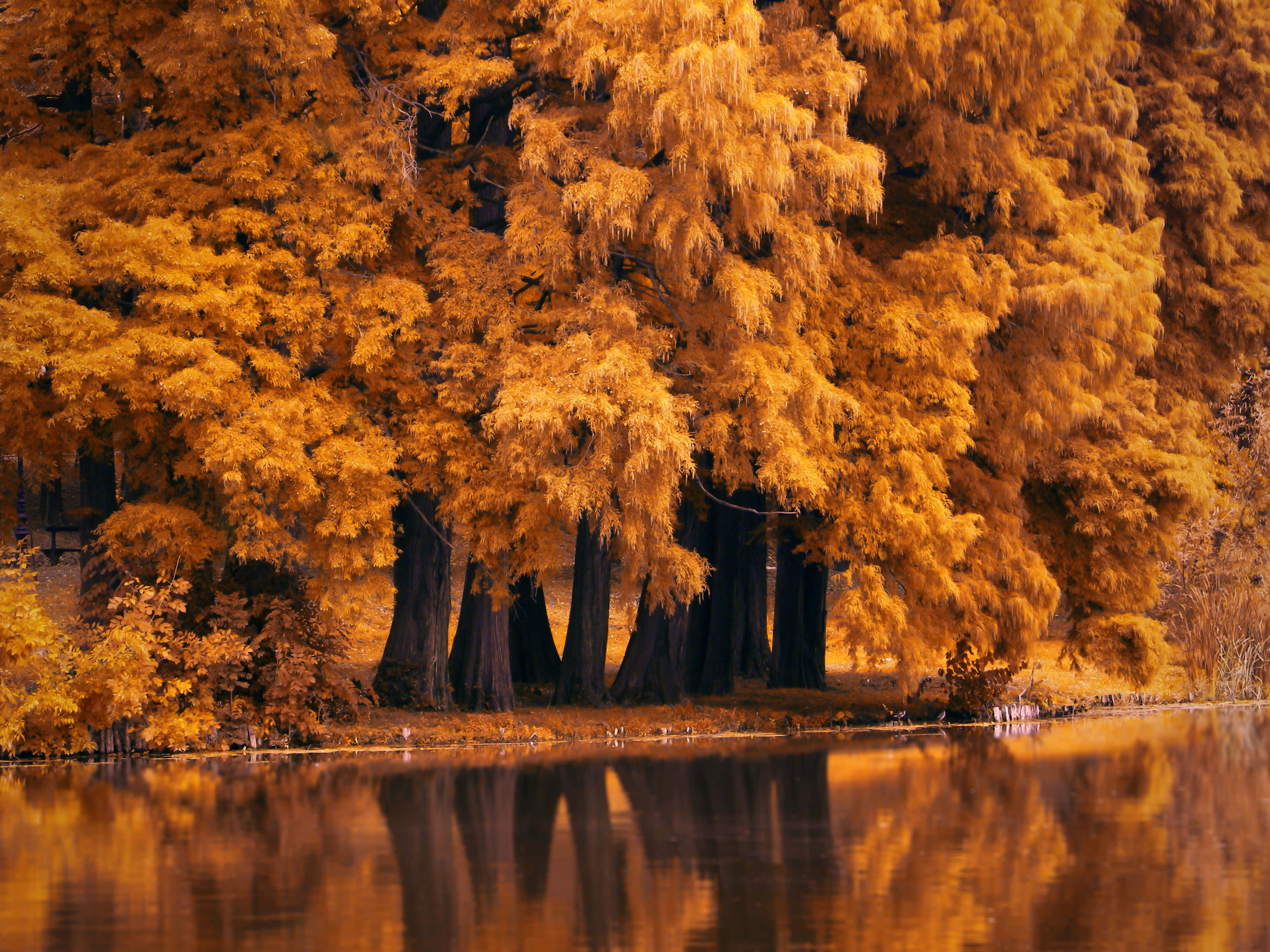 Fall River, golden autumn trees, fiery foliage, 4K Desktop Wallpaper