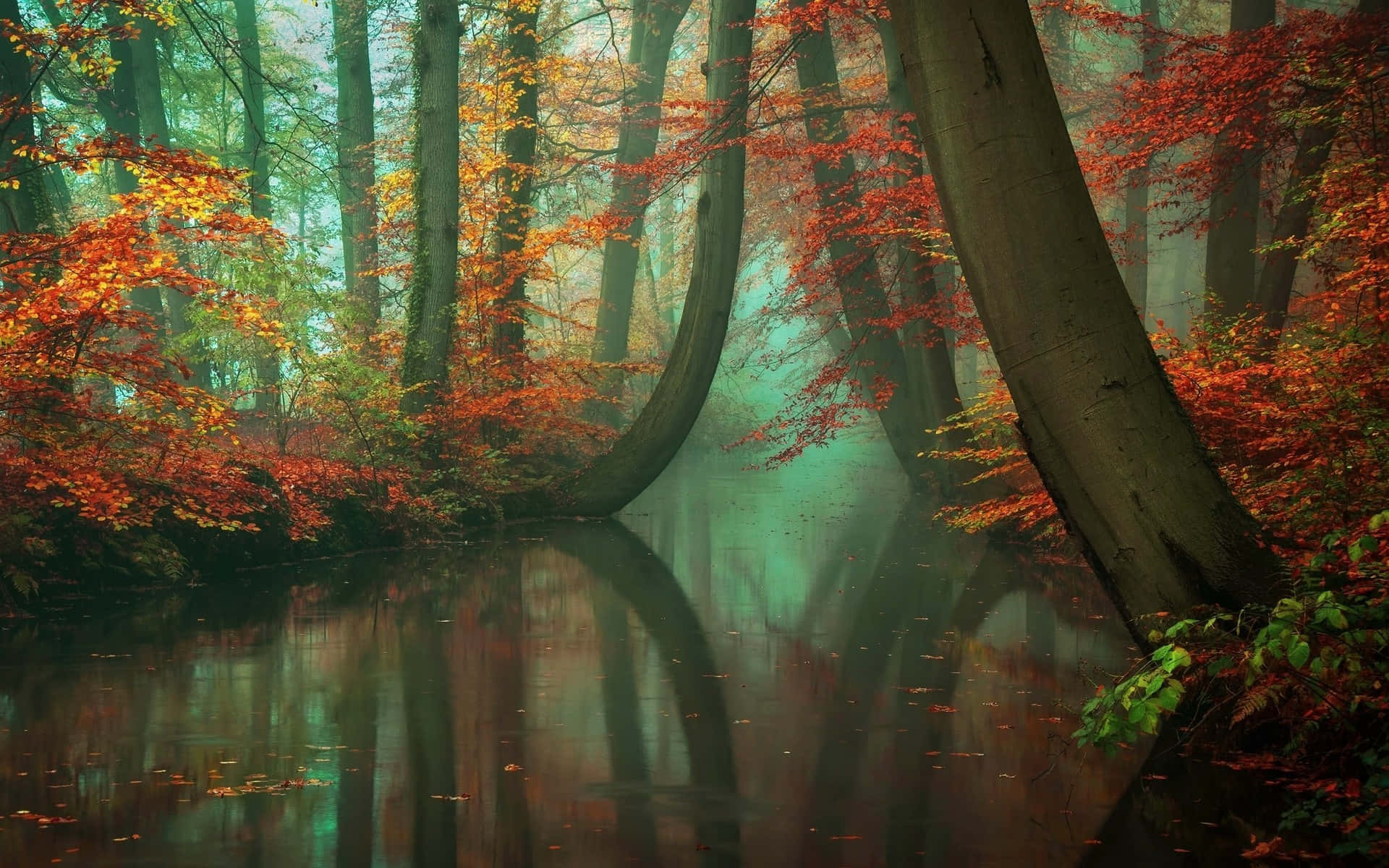 Fall River, autumn forest, vibrant red and orange leaves, Full HD Desktop Wallpaper