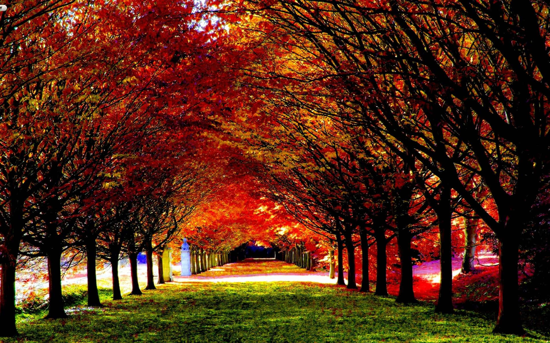 Fall Landscape, golden trees, fiery red trees, Full HD Desktop Wallpaper