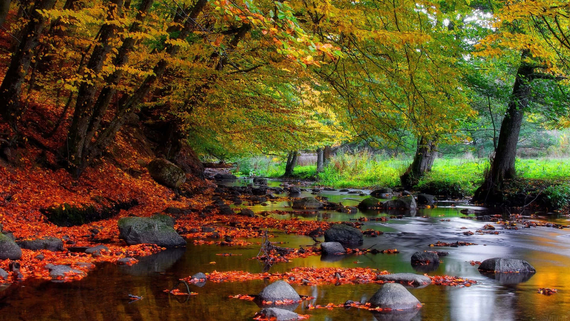 Fall River, autumn stream, forest canopy, Full HD Desktop Wallpaper