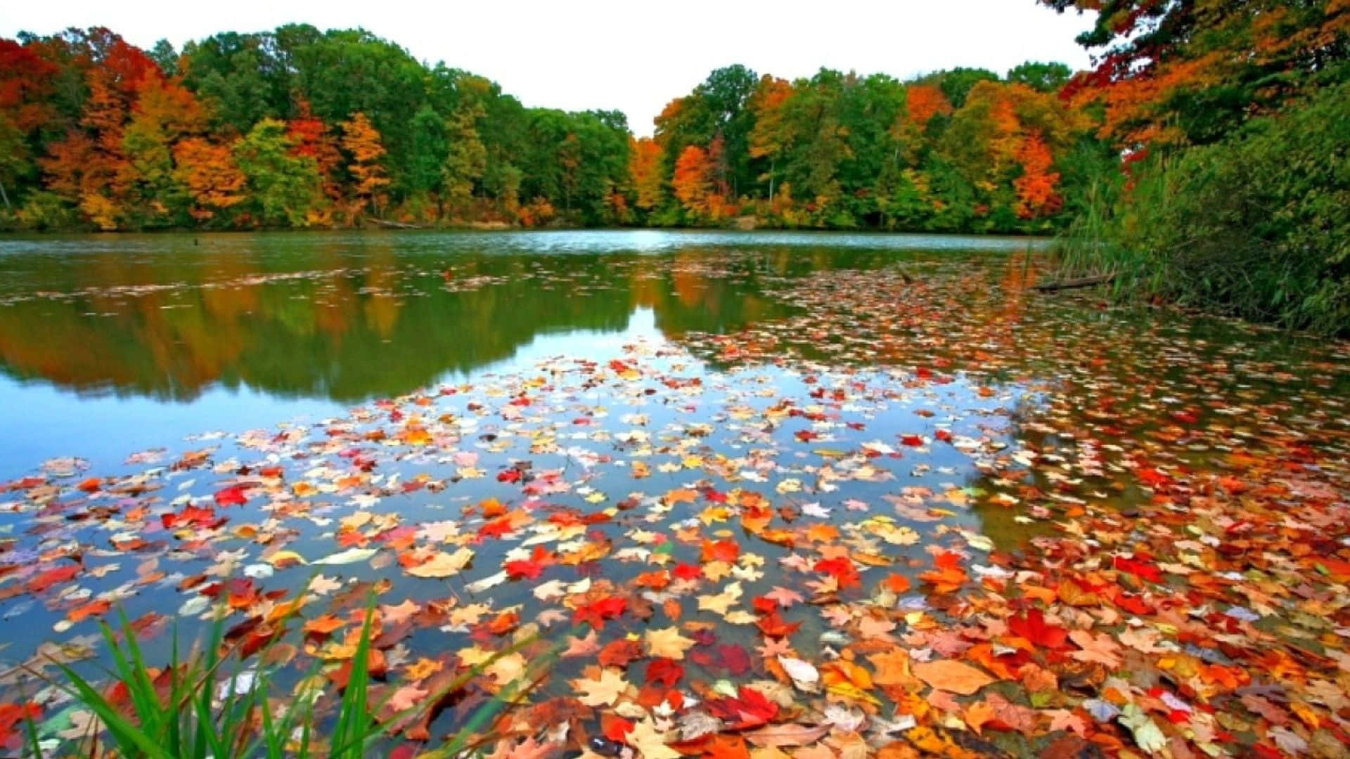 Fall River, autumn lake, colorful trees, Full HD Desktop Wallpaper
