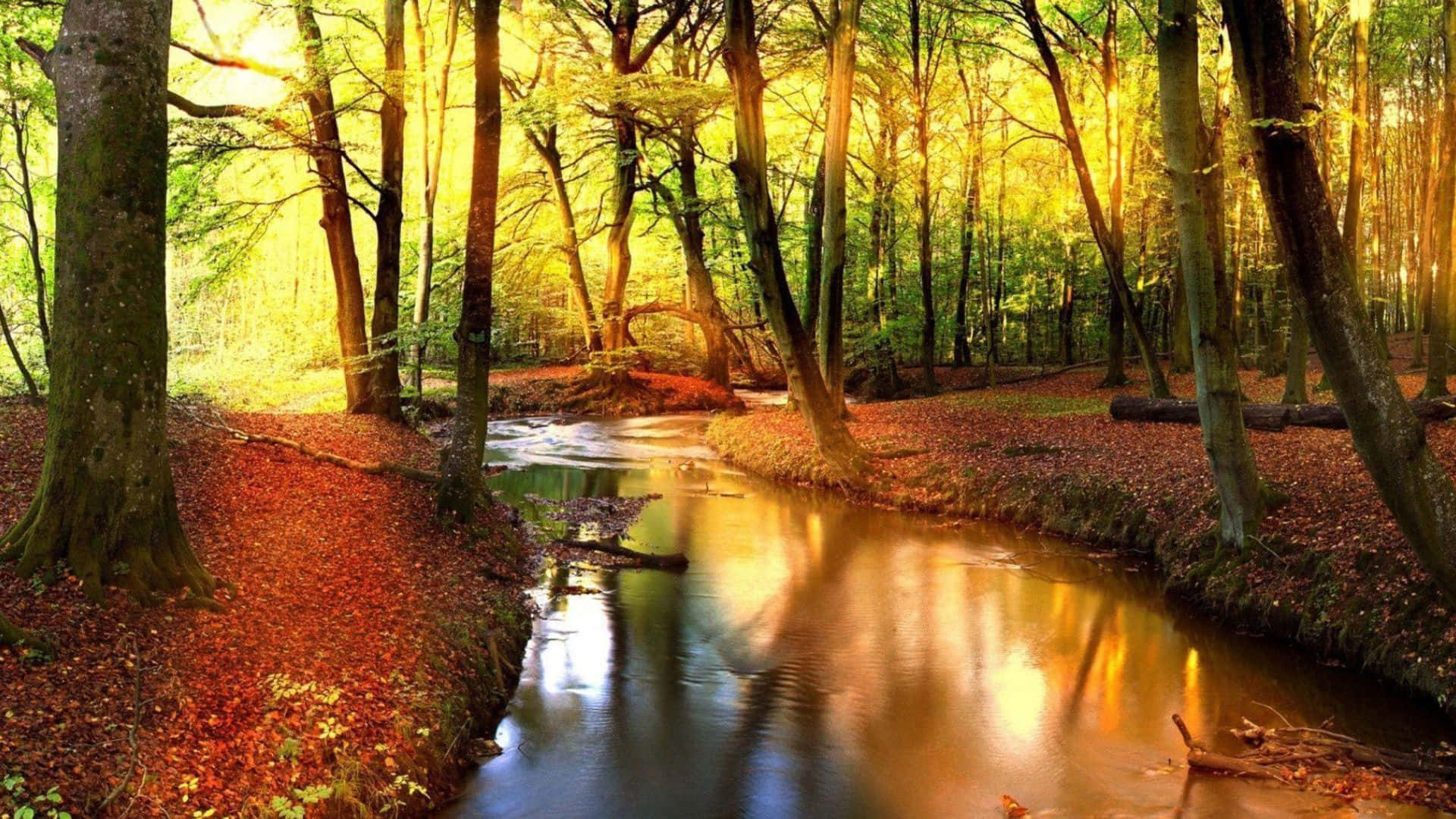 Fall River, autumn trees, golden rays, Full HD Desktop Wallpaper