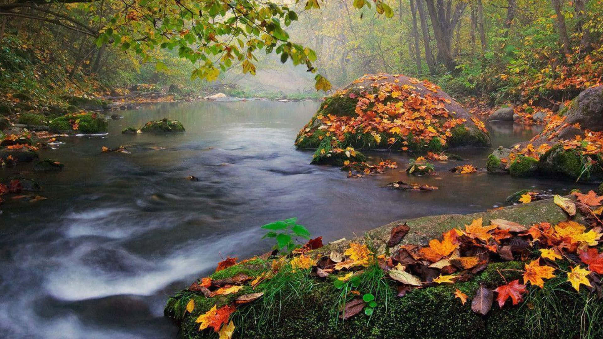 Fall River, autumn stream, mossy rocks, Full HD Desktop Wallpaper