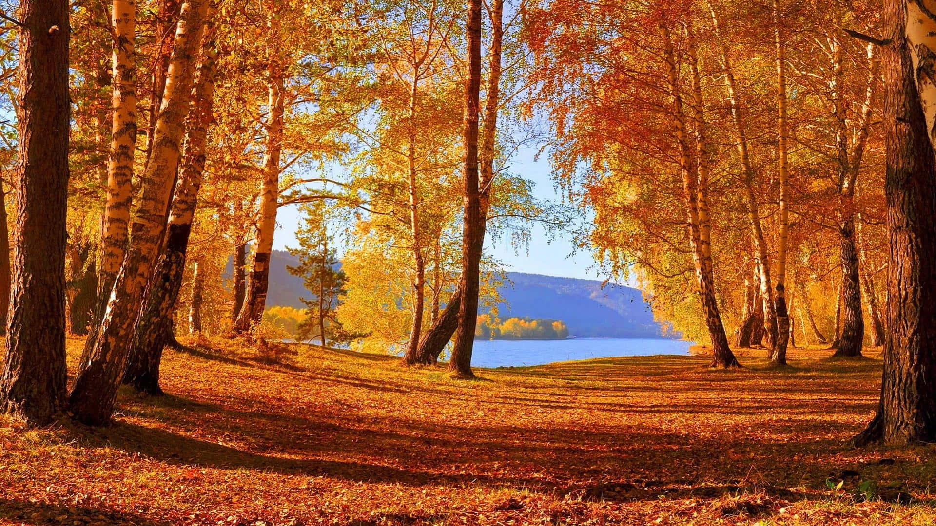 Fall Lake, golden birch trees, serene lake, Full HD Desktop Wallpaper