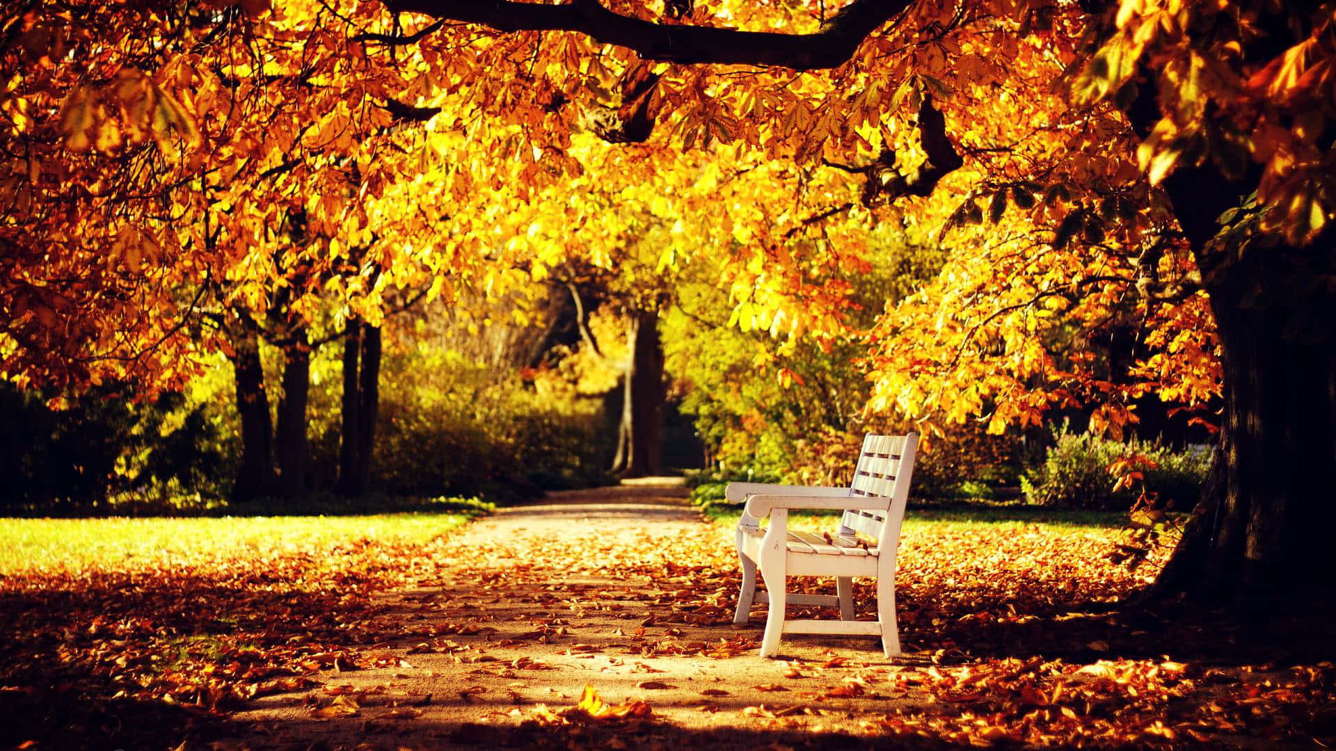 golden autumn leaves, sunlit park path, white bench, Full HD Desktop Wallpaper