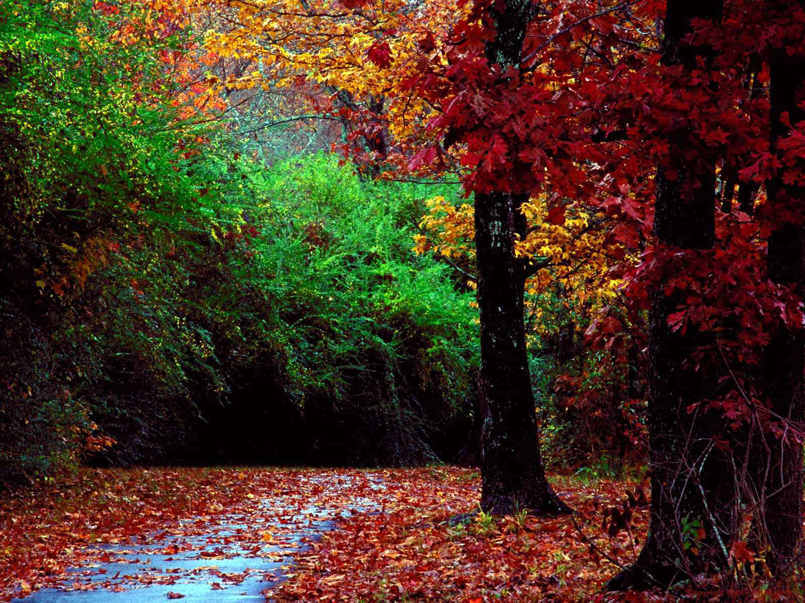 Fall Landscape, serene lake, winding forest path, HD Desktop Wallpaper