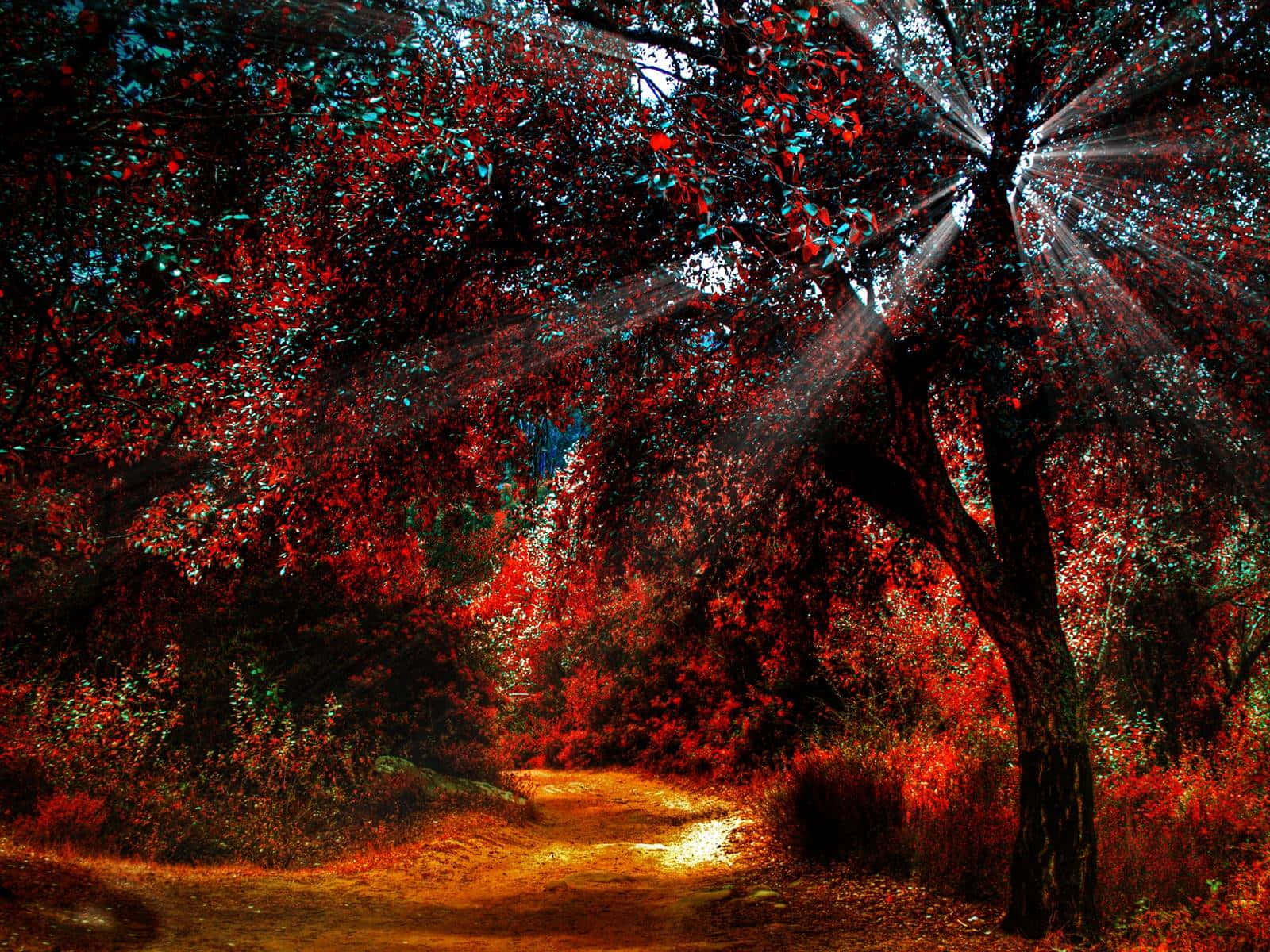 Fall Landscape, tranquil lake, winding forest path, HD Desktop Wallpaper