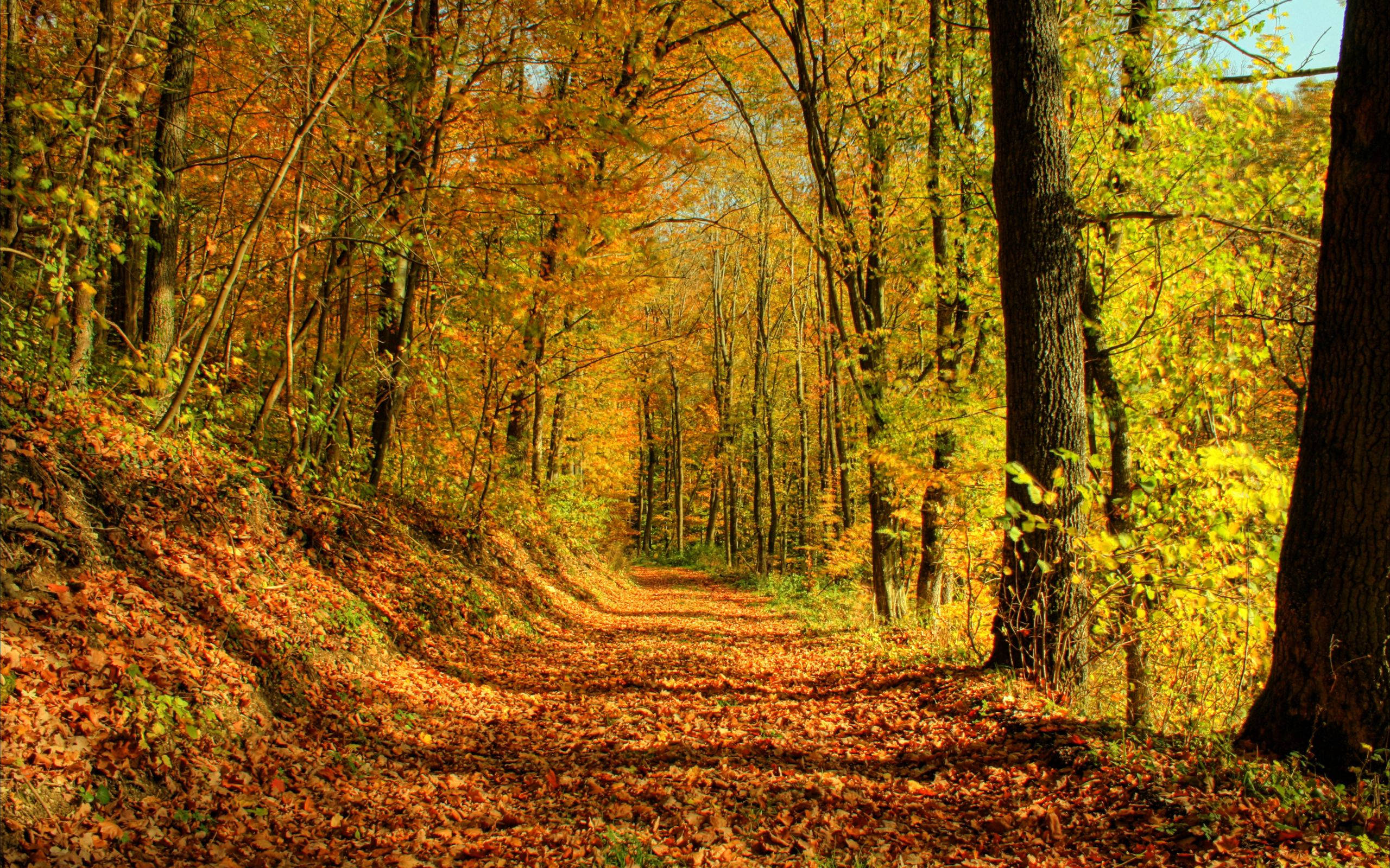 gold october, forest road, golden autumn leaves, 2K Desktop Wallpaper