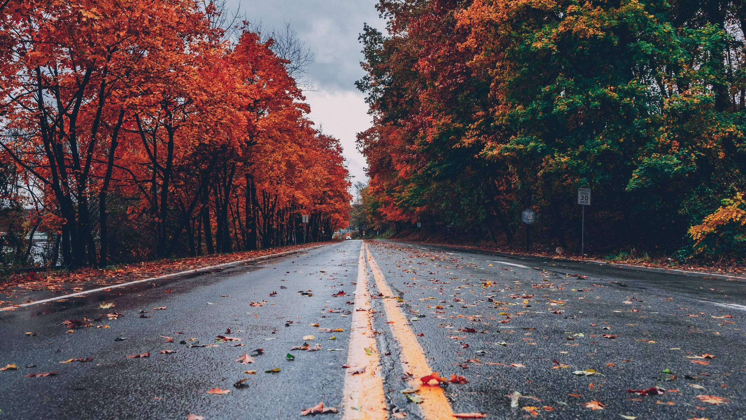 2560x1440, fall empty road, fiery red and orange leaves, 2K Desktop Wallpaper