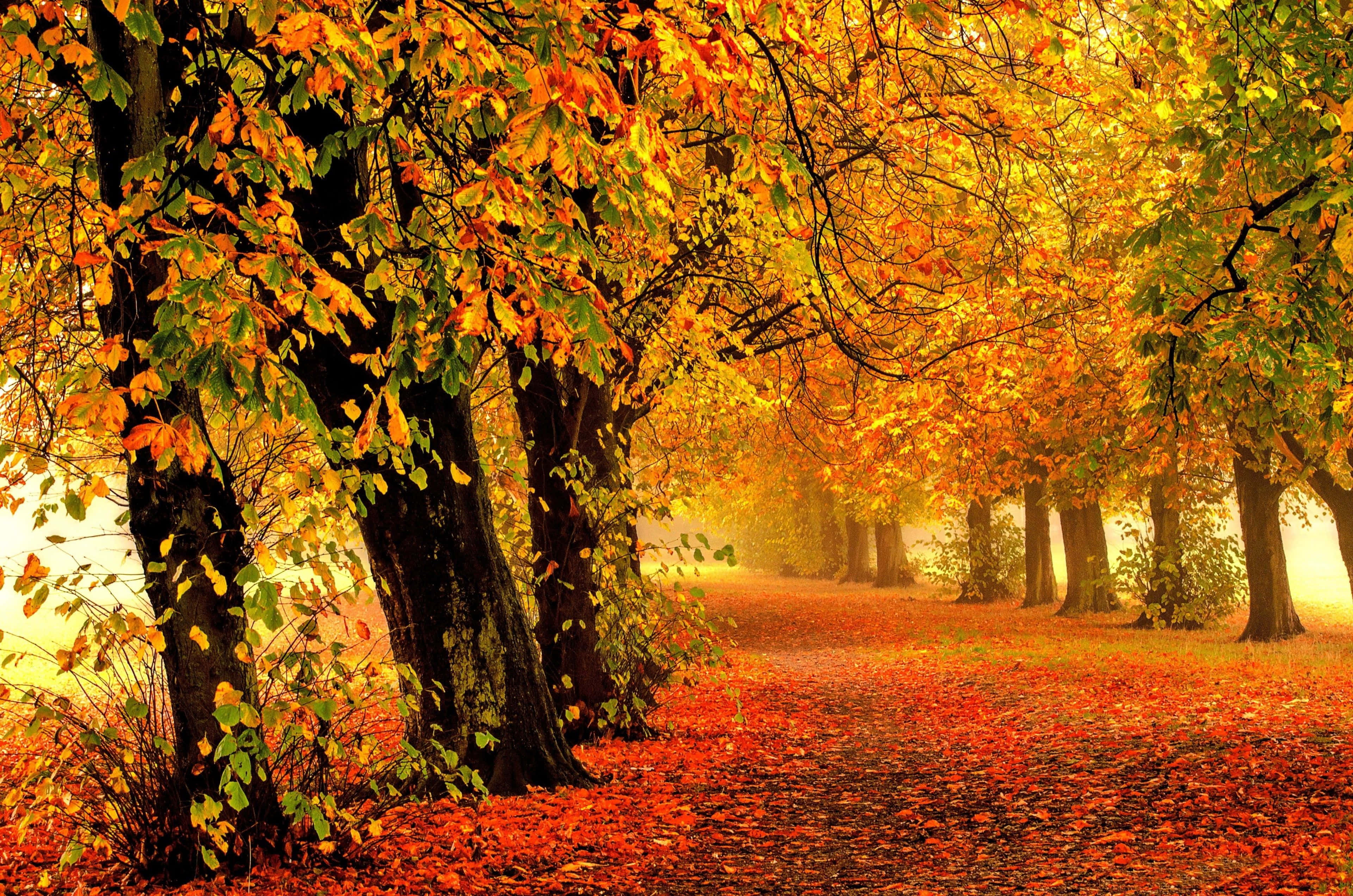 Fall Scenes, autumn path, trees, 4K Desktop Wallpaper