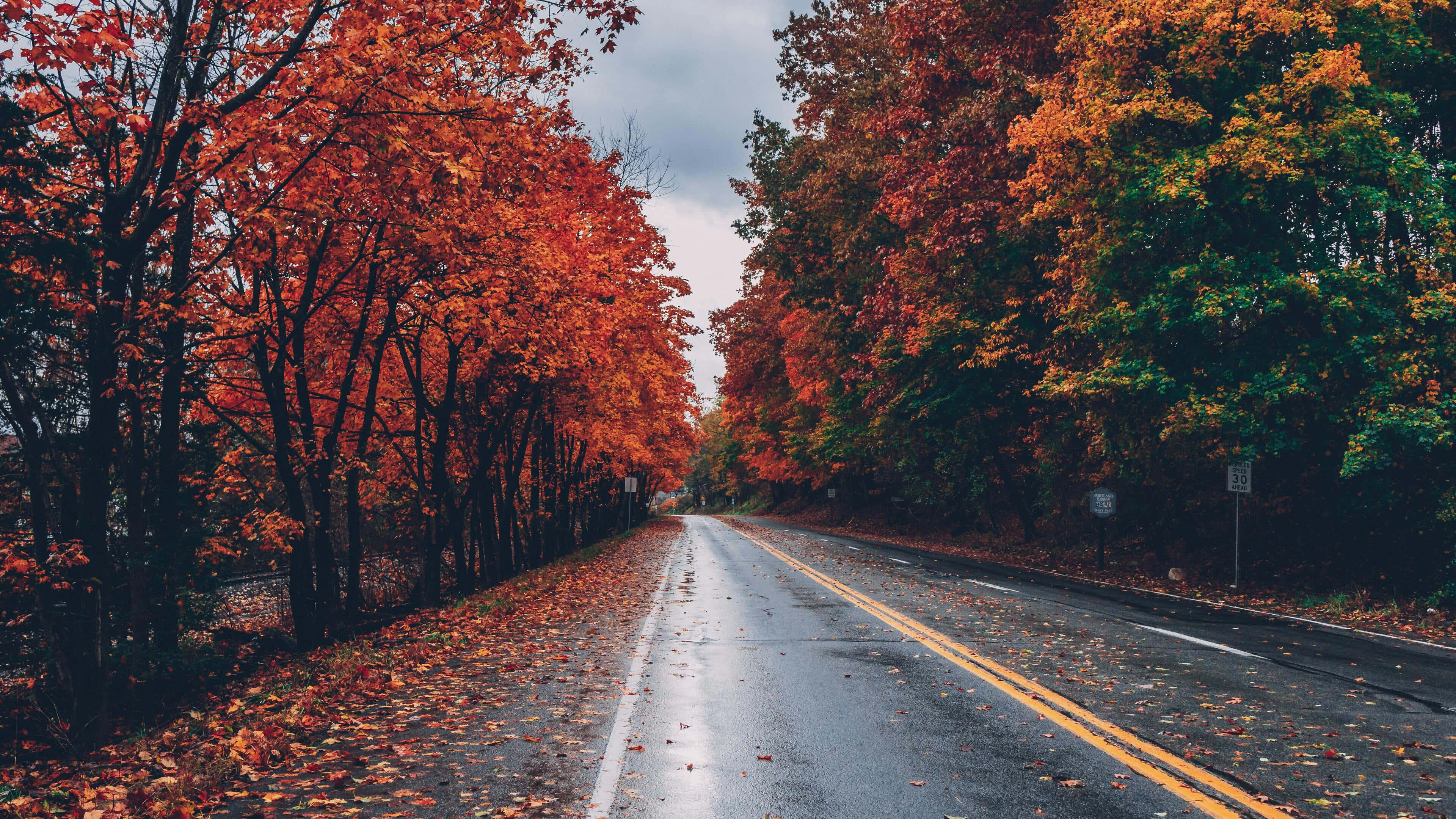 autumn road, fiery red and orange leaves, overcast sky, 4K Desktop Wallpaper