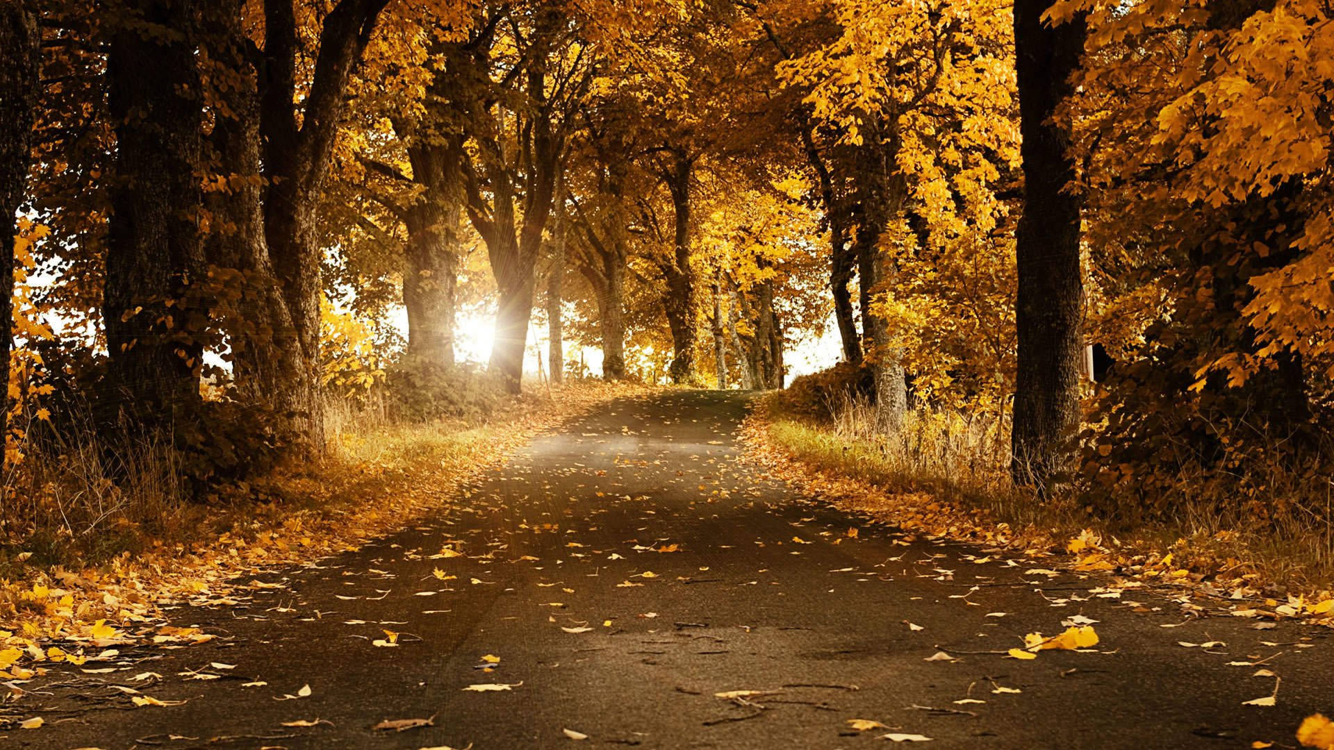 Fall Season Road, winding road, golden autumn forest, Full HD Desktop Wallpaper