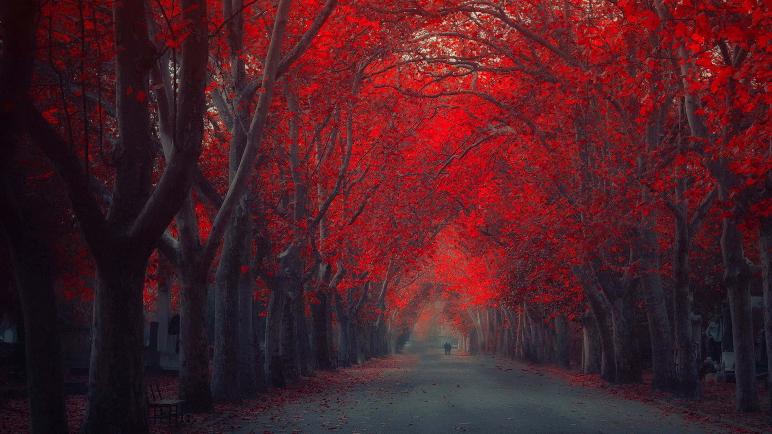 Fall Road, winding road, red trees, 2K Desktop Wallpaper