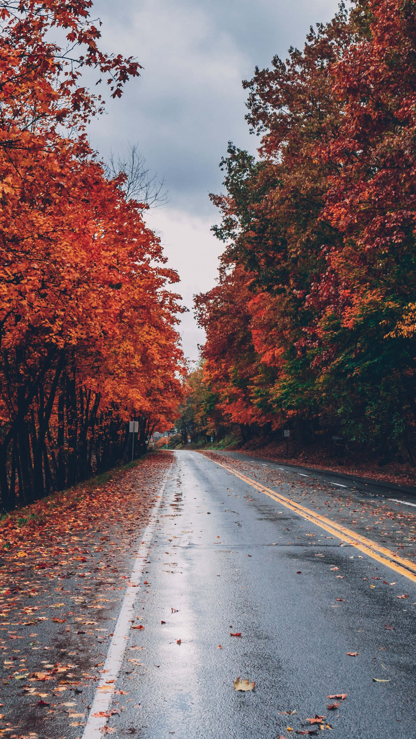 Fall Tumblr, 1440 x 2560, autumn road, 2K Phone Wallpaper