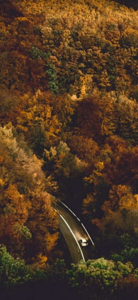 Fall Tumblr, winding road, dense forest, SD Phone Wallpaper
