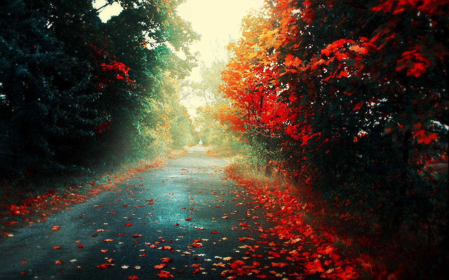 autumn trees, winding forest road, red autumn leaves, HD Desktop Wallpaper