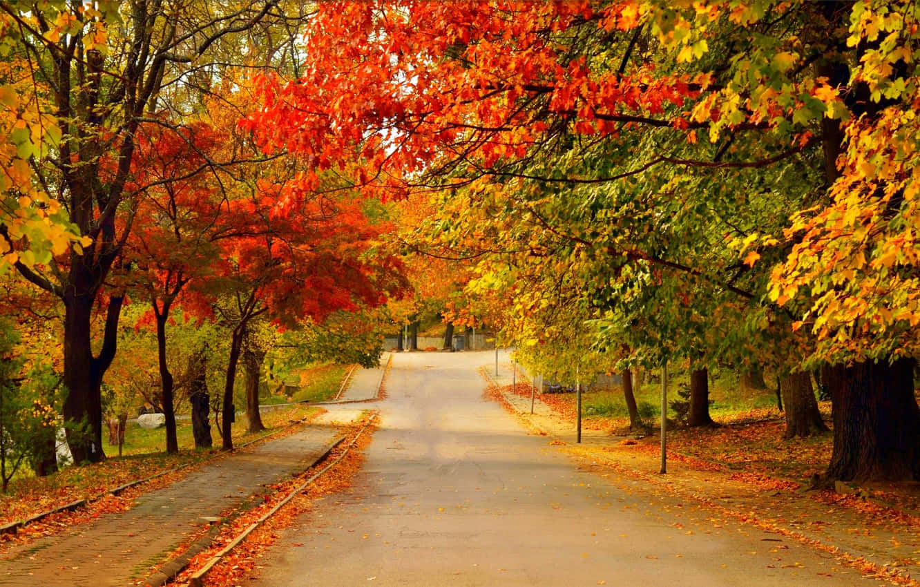 Fall Road, winding road, vibrant red and gold autumn trees, HD Desktop Wallpaper
