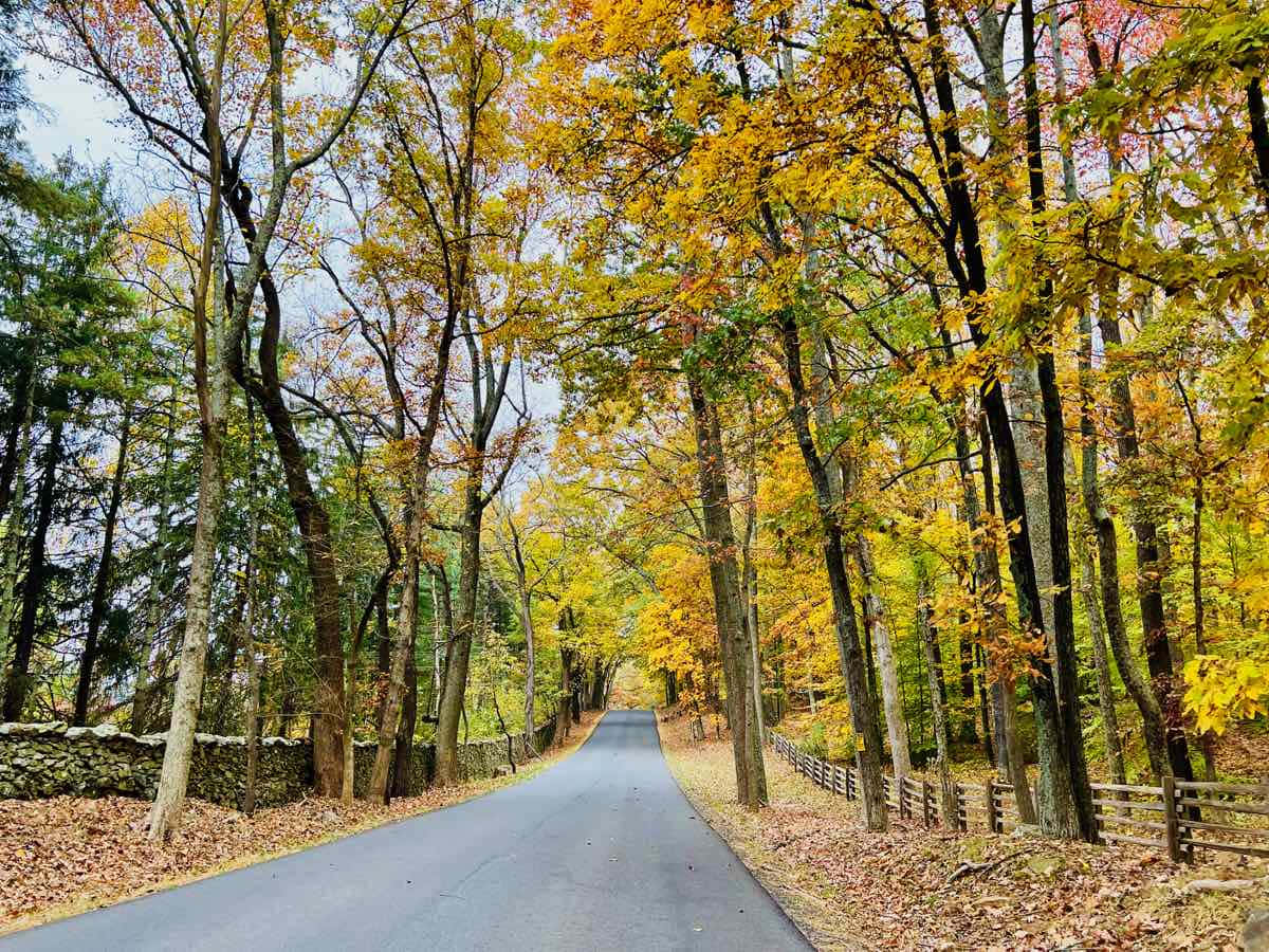 Fall Road, winding road, forest, SD Desktop Wallpaper