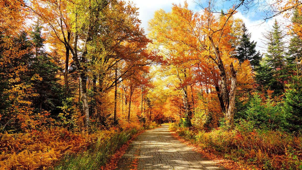 Fall Road, autumn forest, golden leaves, HD Desktop Wallpaper