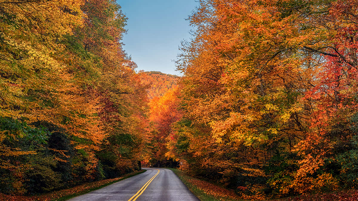 Fall Road, fiery orange, golden, SD Desktop Wallpaper