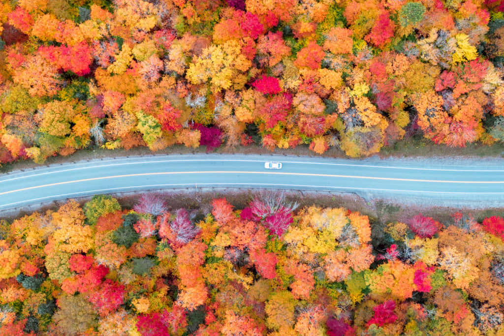 Fall Road, winding road, dense forest, SD Desktop Wallpaper