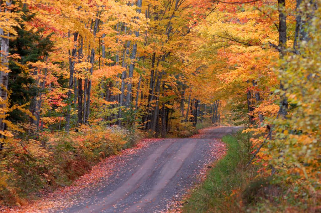 Fall Road, gravel road, dense forest, SD Desktop Wallpaper