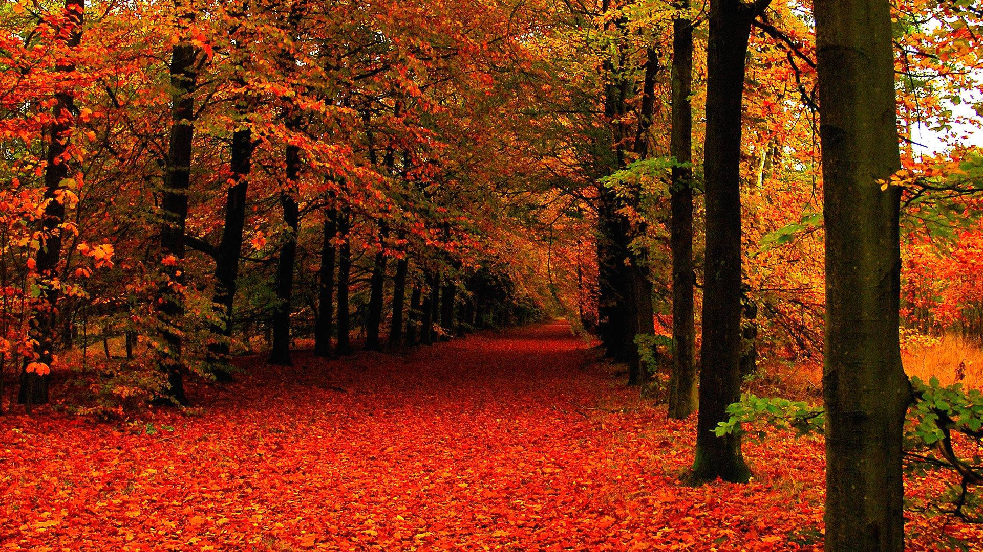 Fall Road, winding forest path, fiery red and orange autumn leaves, Full HD Desktop Wallpaper