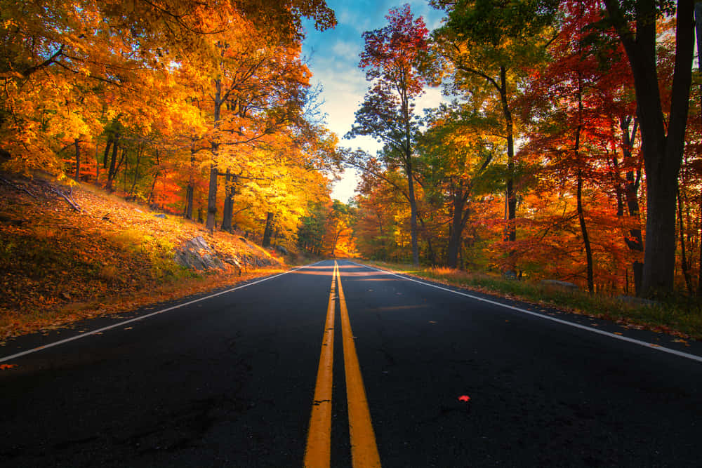 Fall Road, golden orange, crimson, SD Desktop Wallpaper